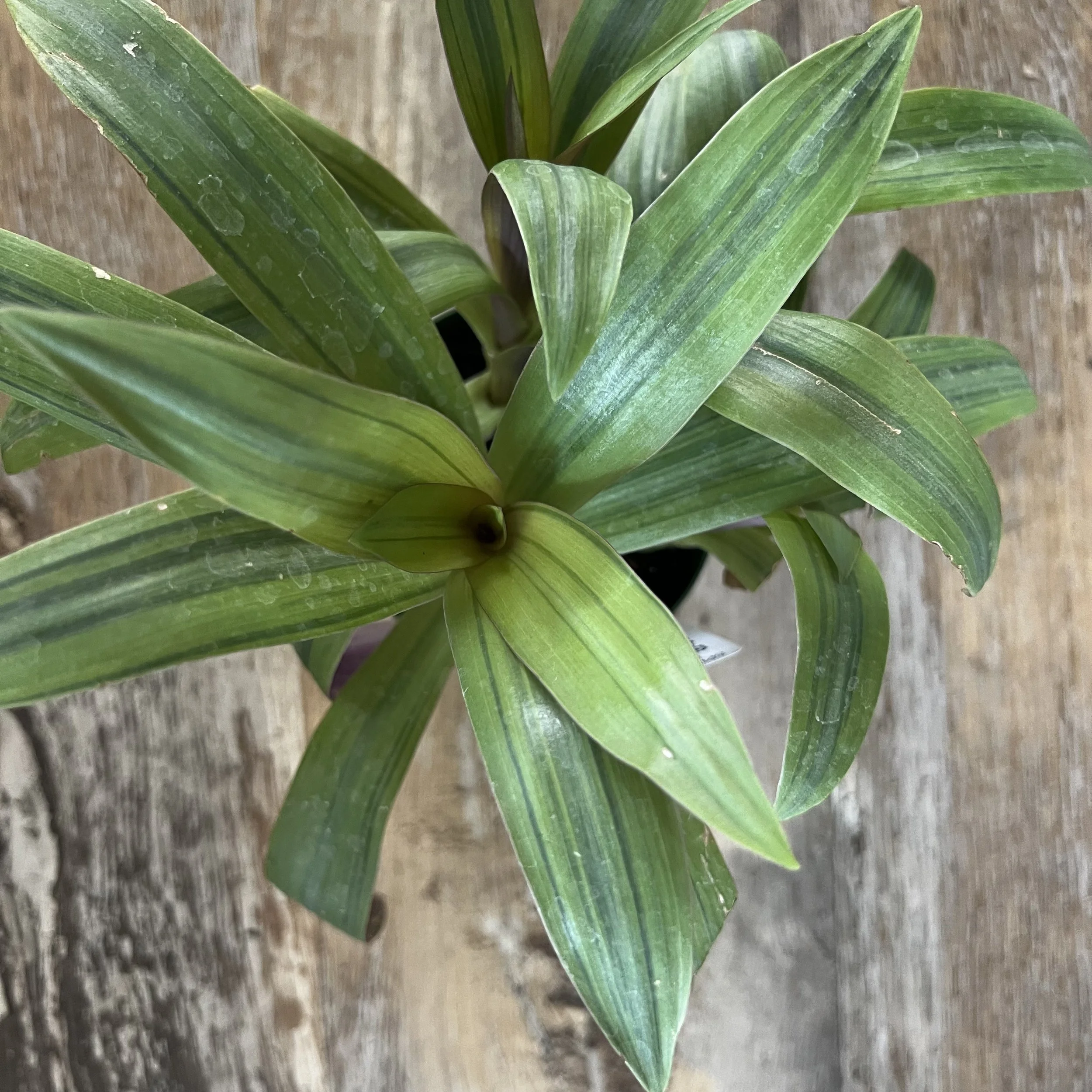 sunny oyster plant
