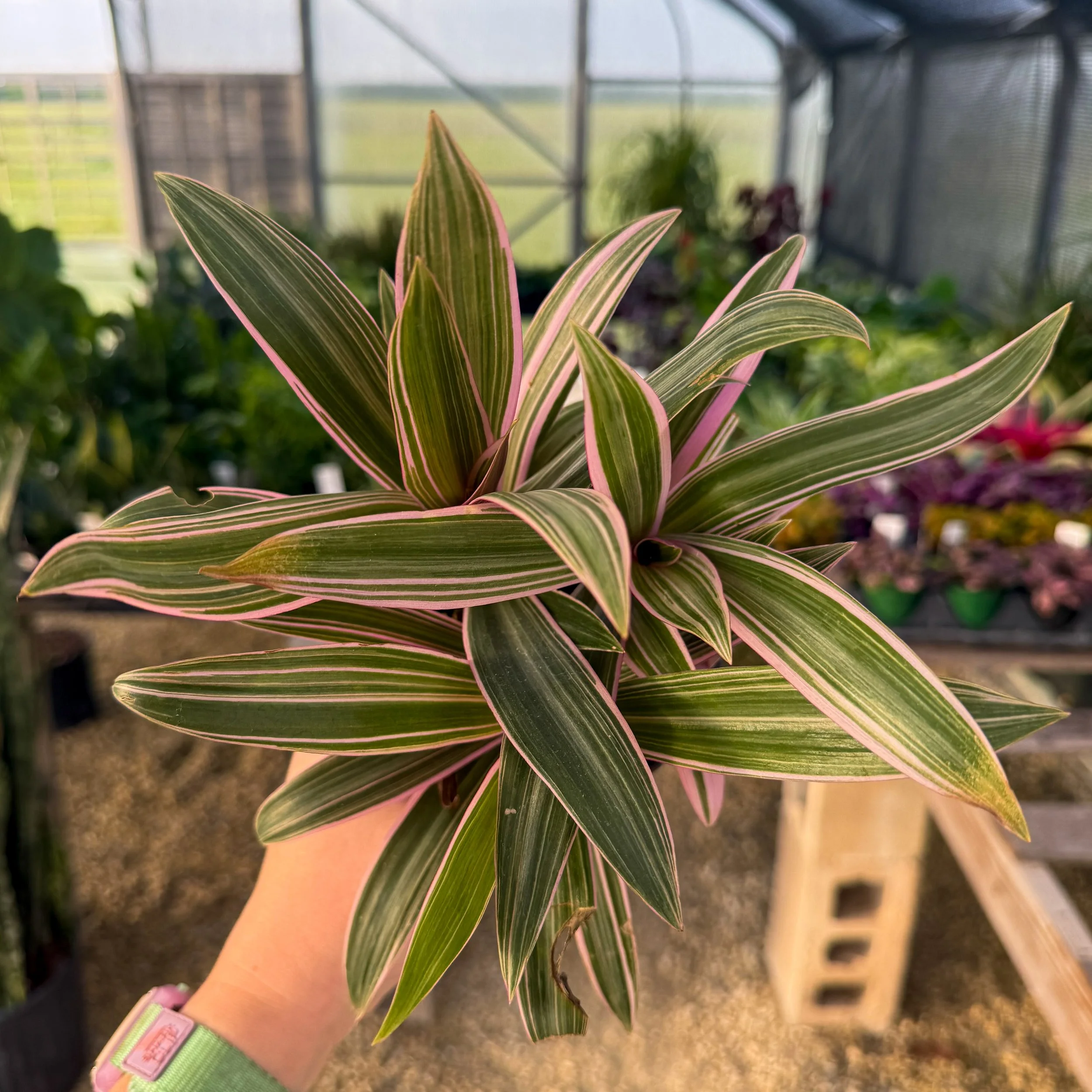 Tradescantia spathacea 'Tricolor'