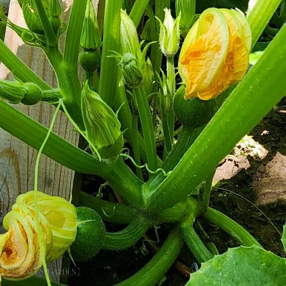 Zucchini Squash 'Eightball'