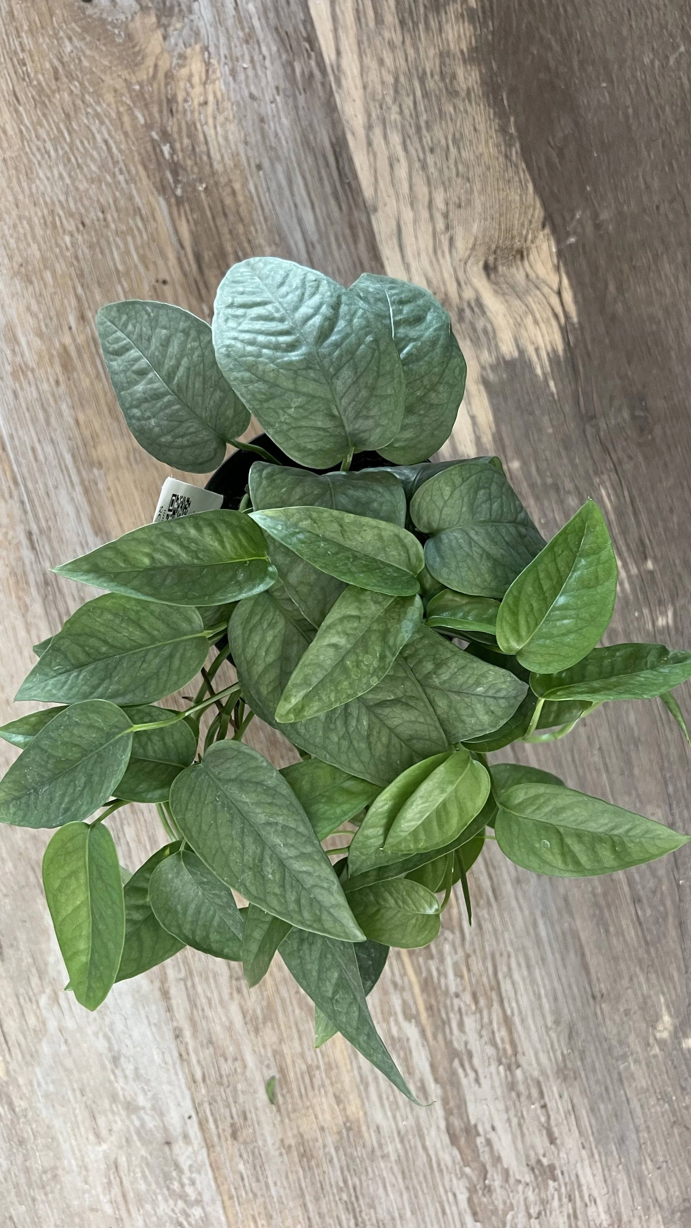 Cebu Blue Pothos