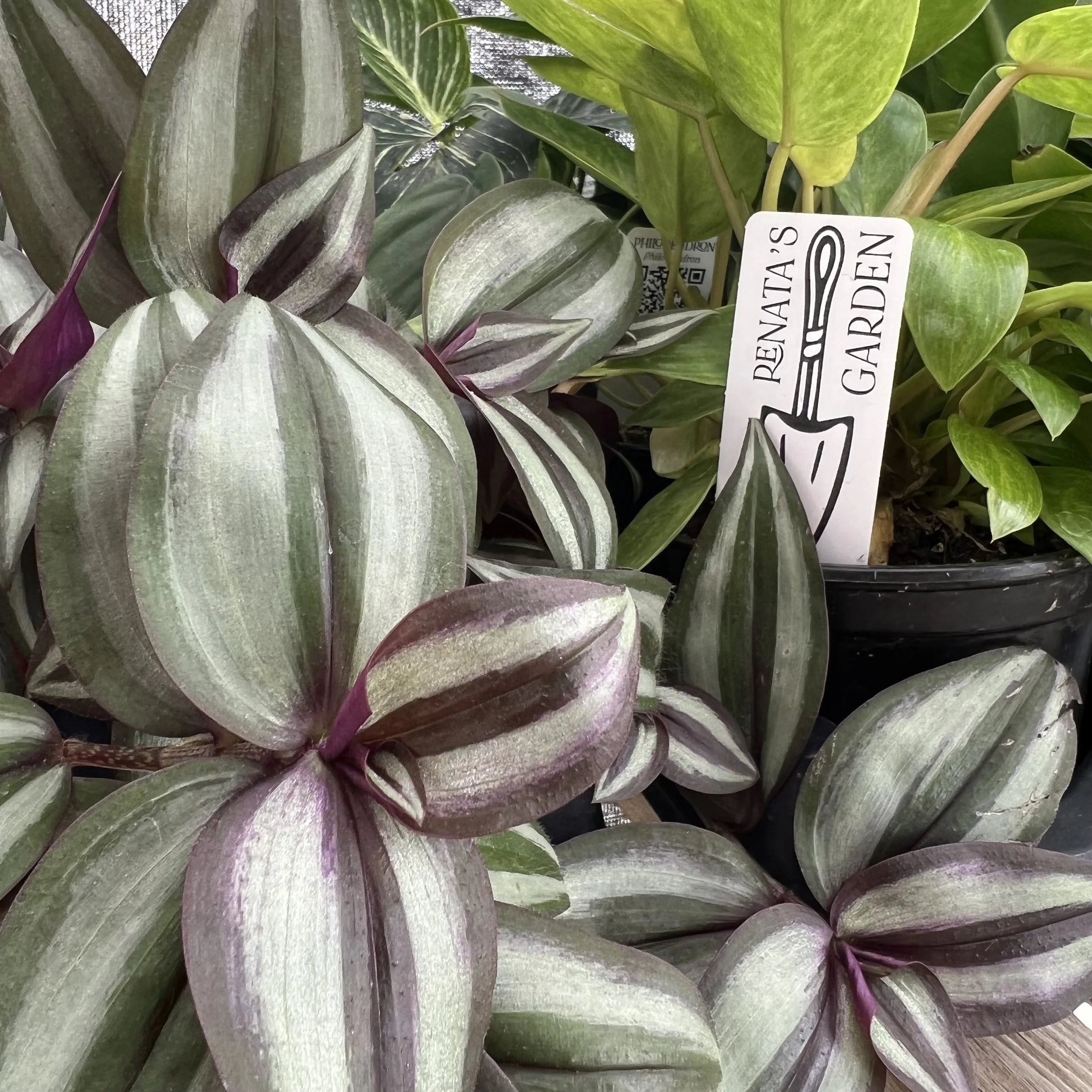 Tradescantia zebrina