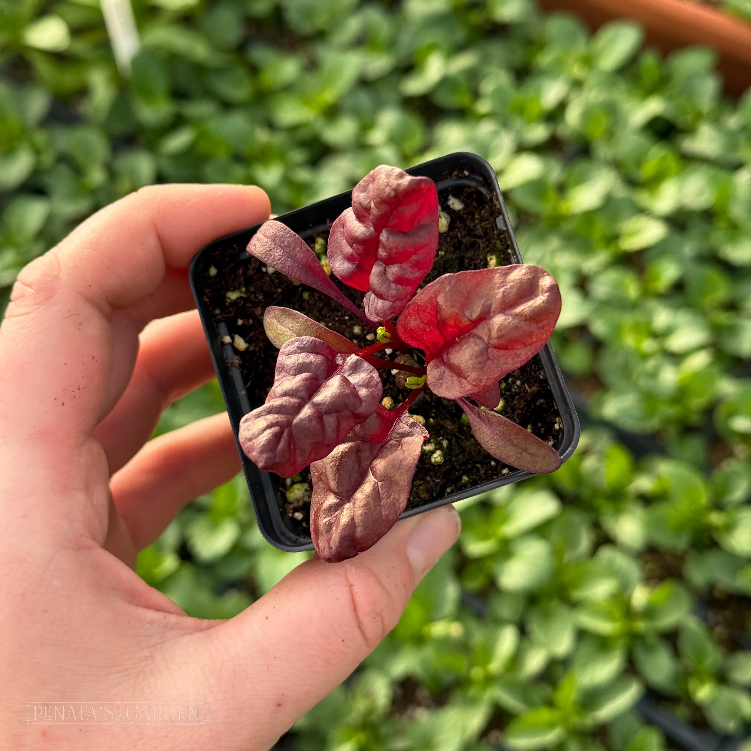 Swiss Chard 'Firebird'