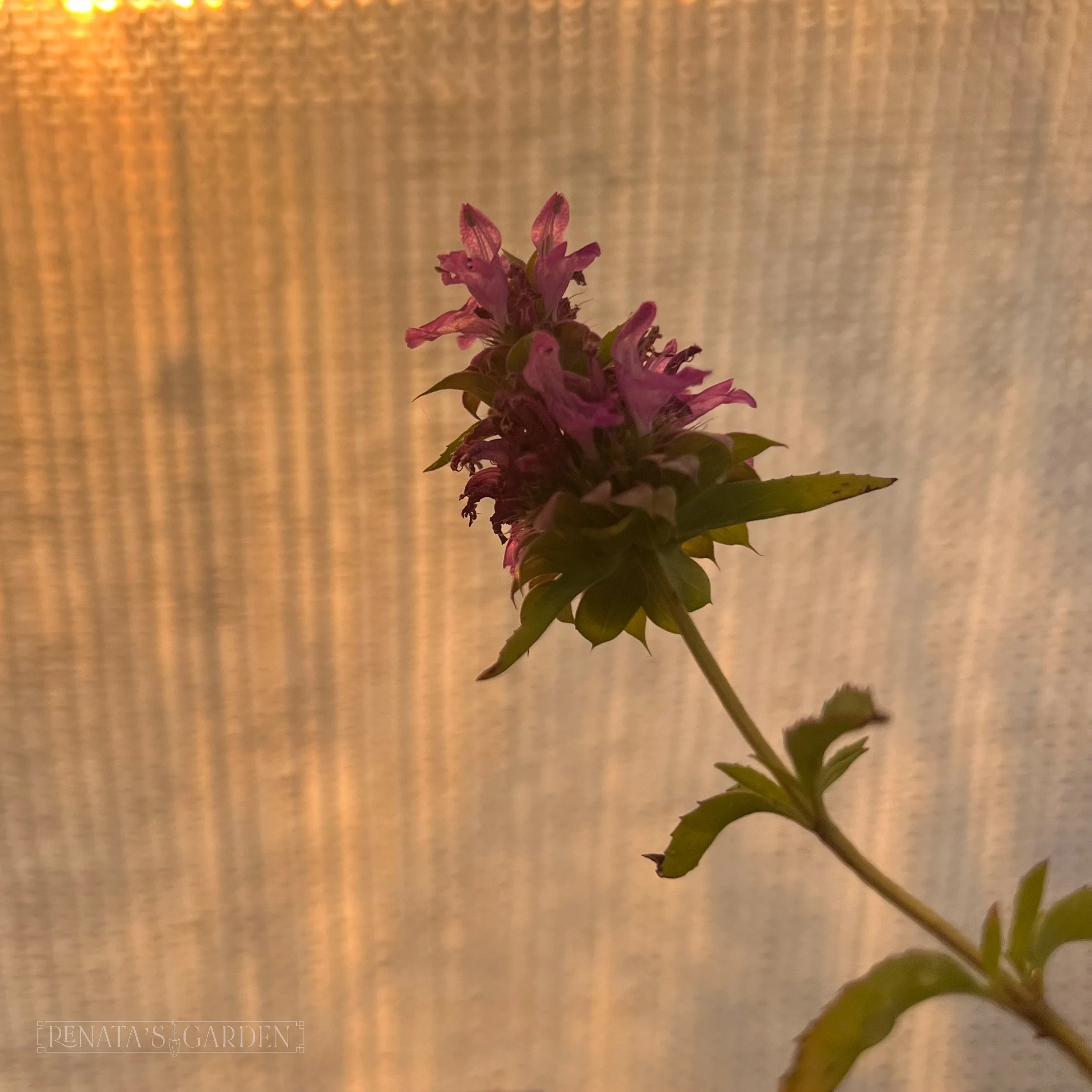 wild bergamot bloom