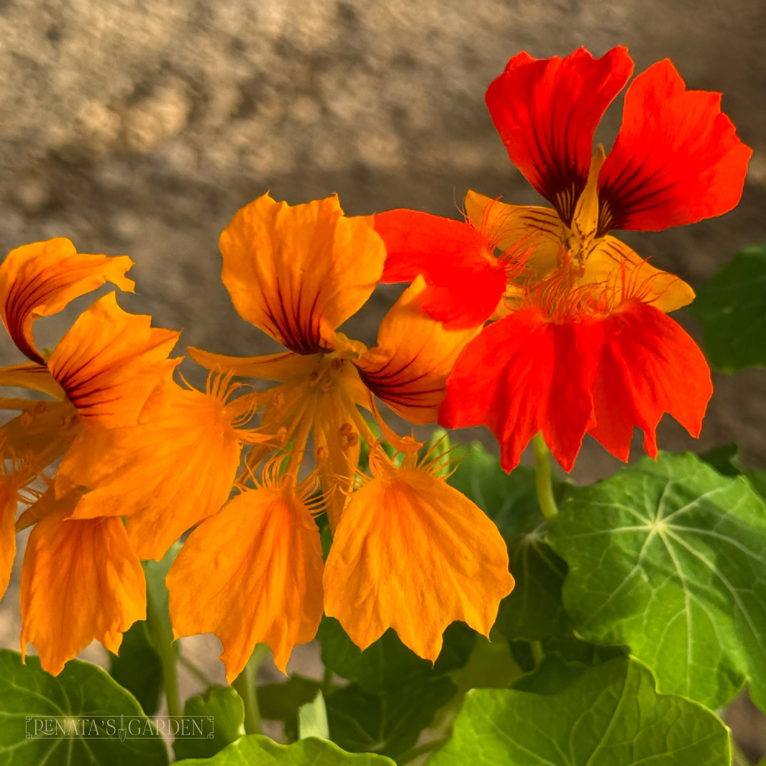 Nasturtium 'Phoenix'