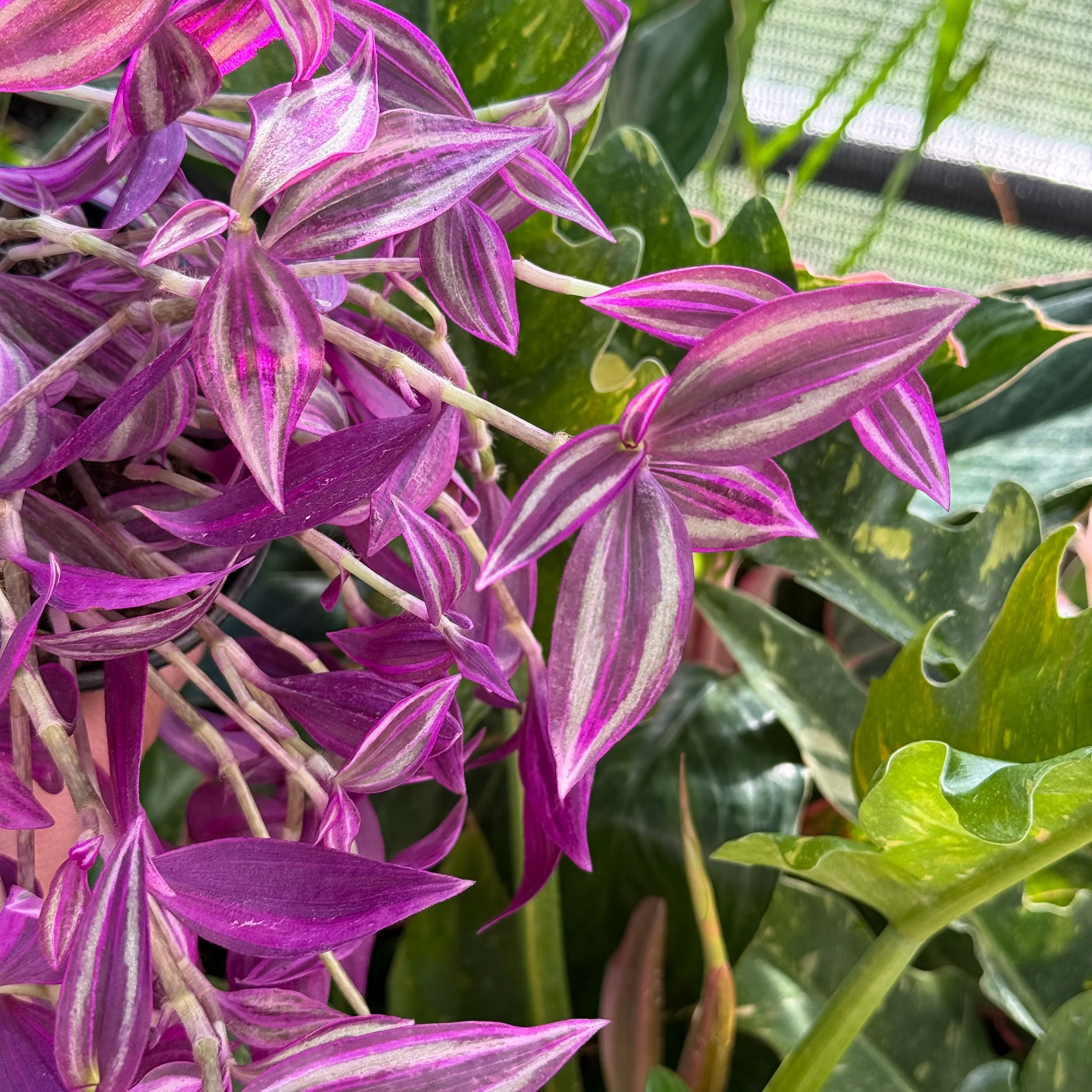'Pink Paradise'