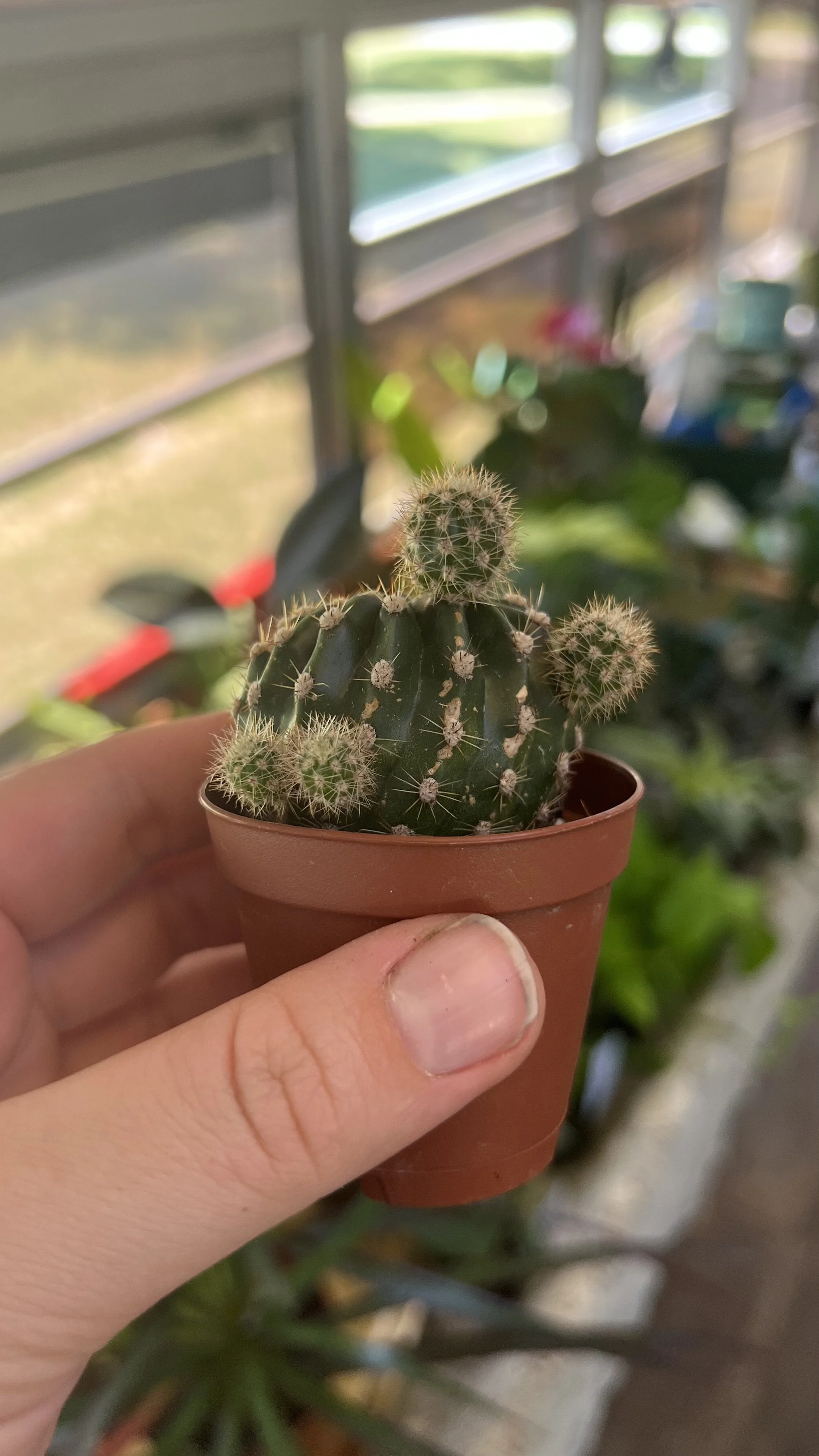 cactus pups