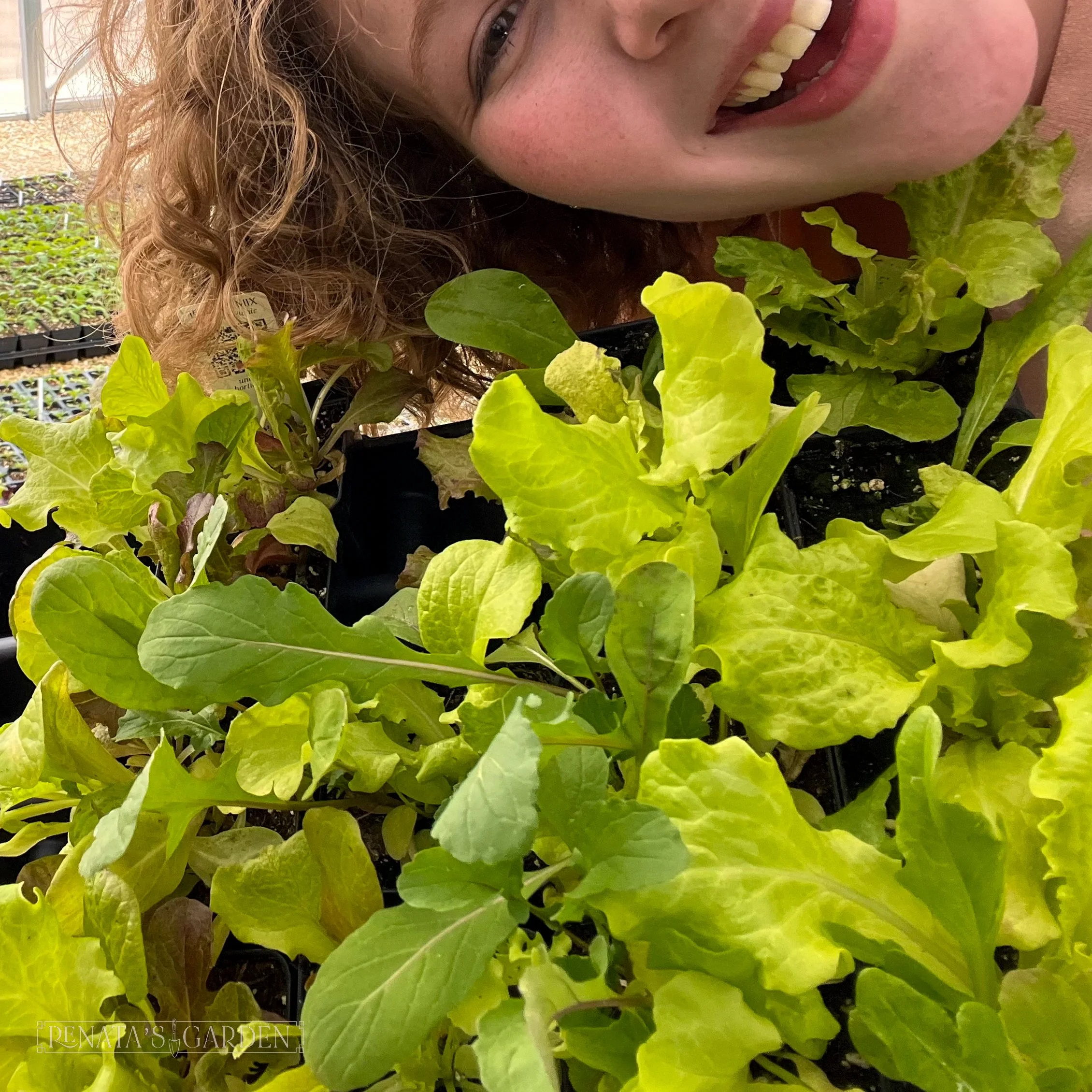 Greens 'Alfresco Mix'