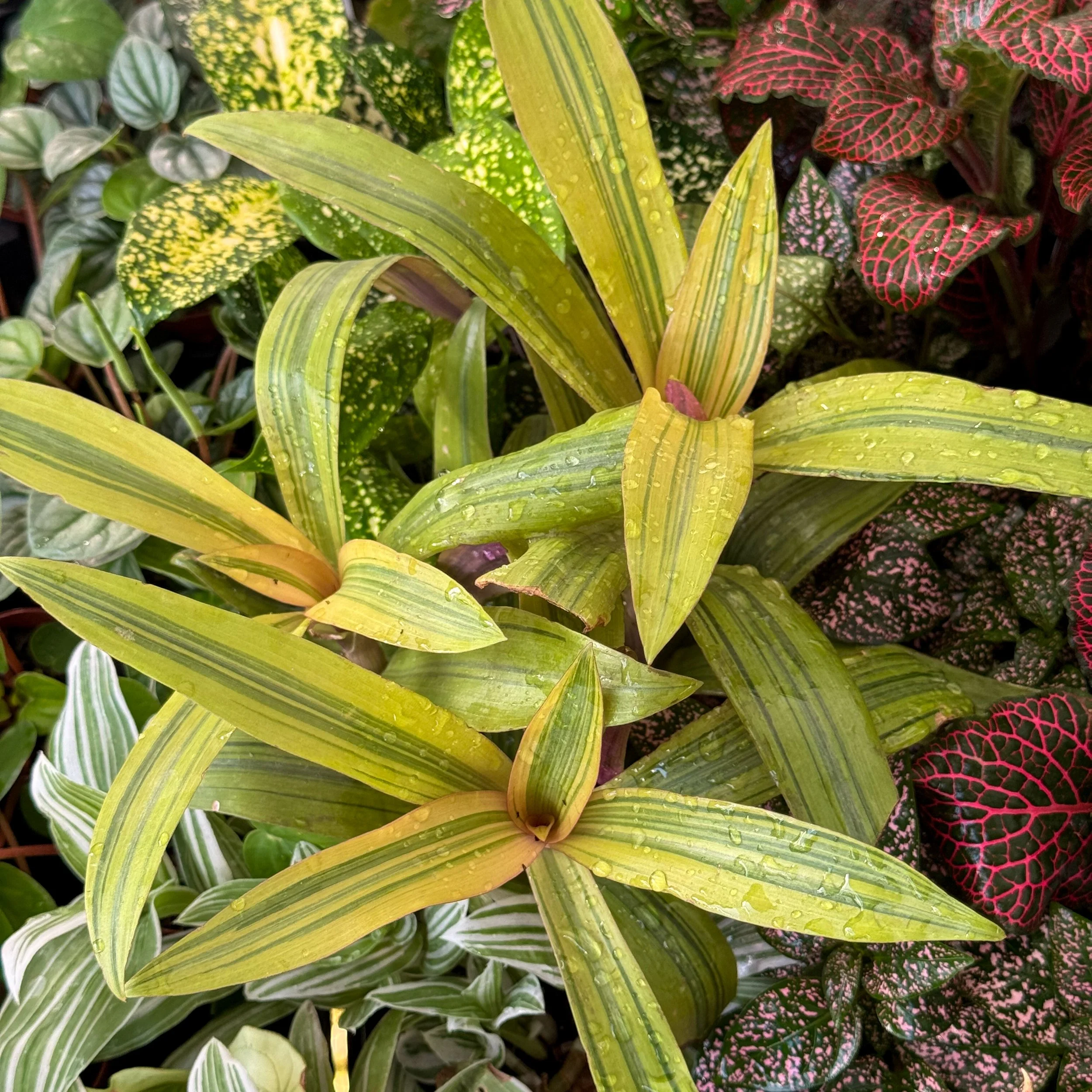 Tradescantia spathacea 'Sitara's Gold'