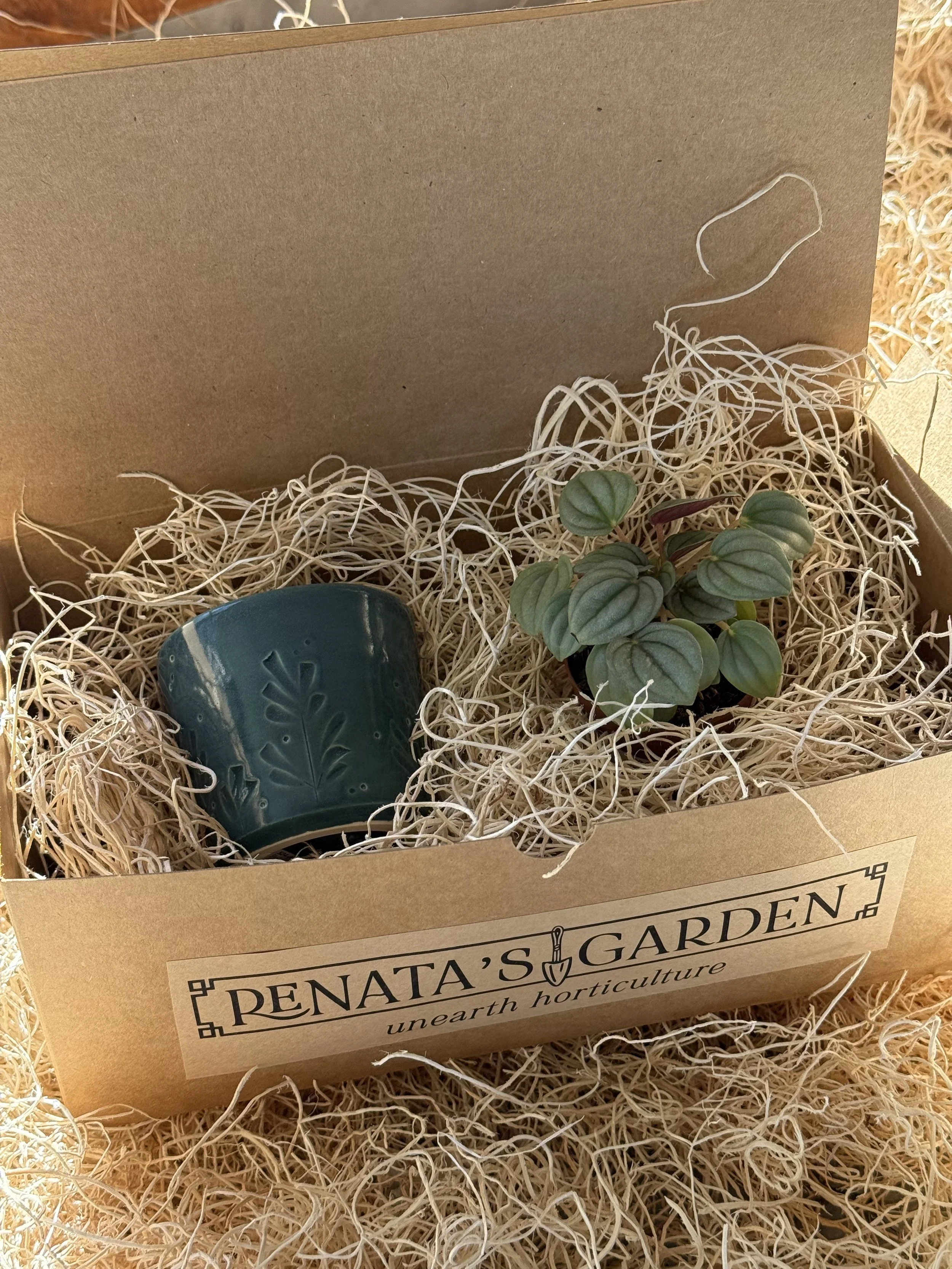 Small Prairie Pot & Plant Kit