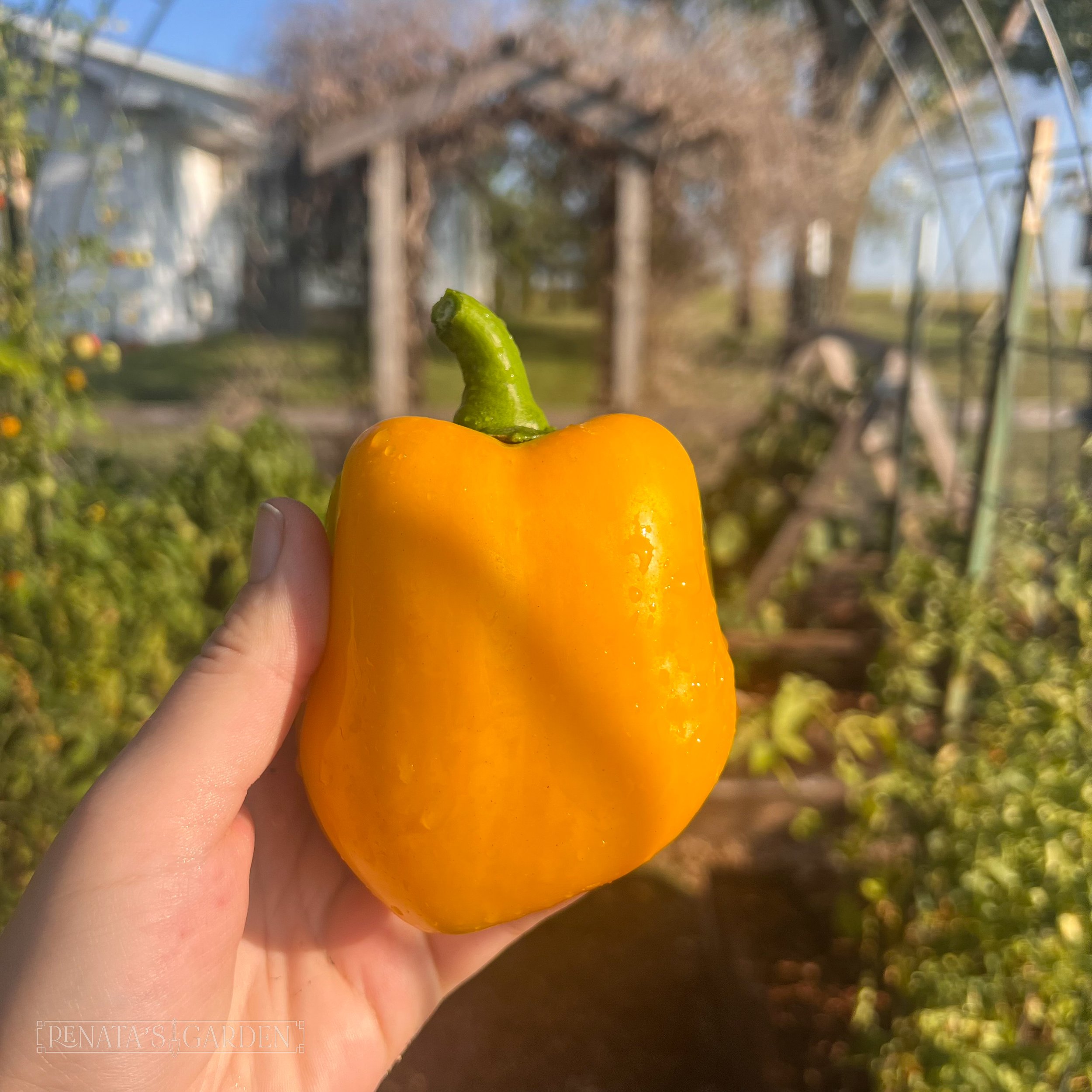 Bell Pepper 'Early Summer'