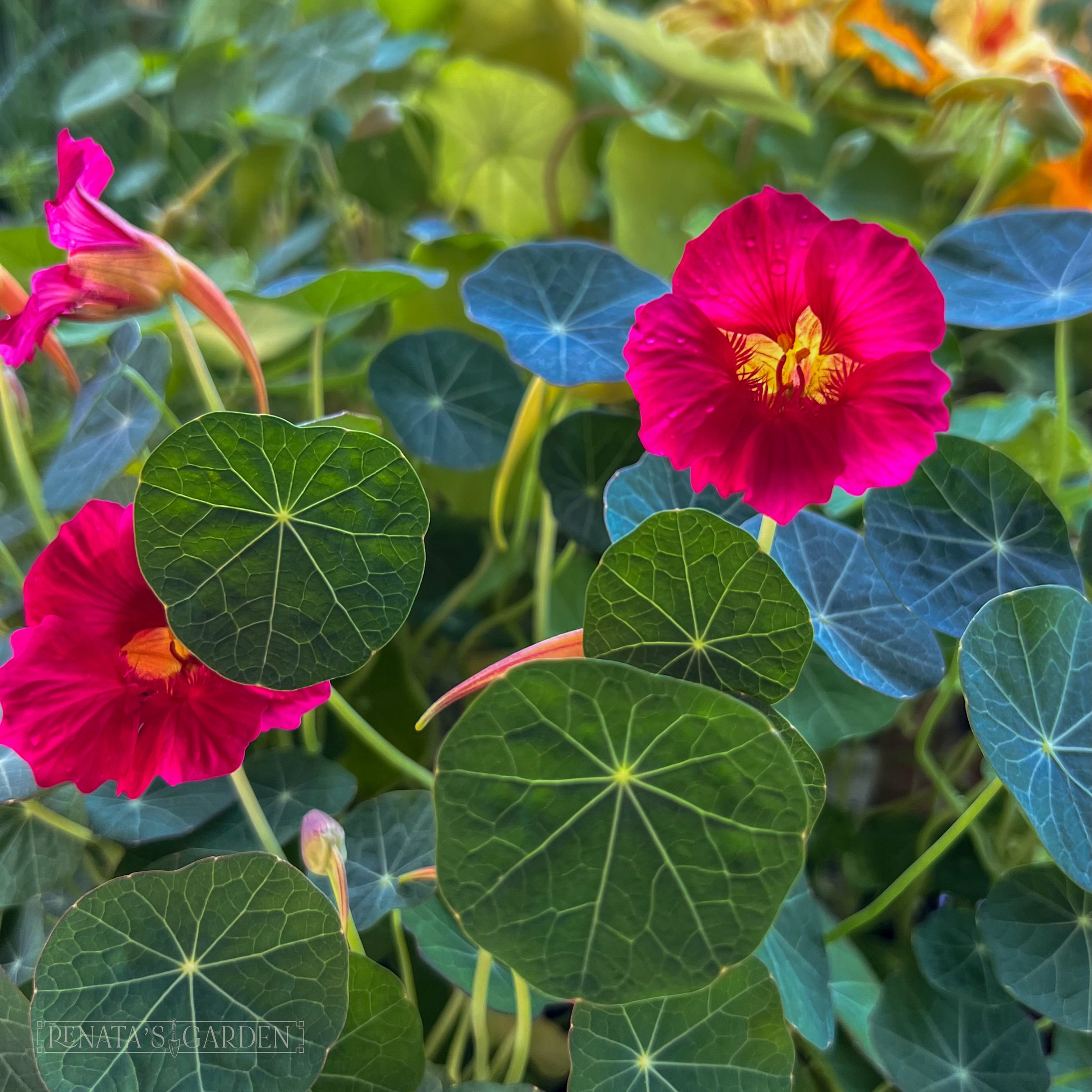Nasturtium 'Baby Rose'