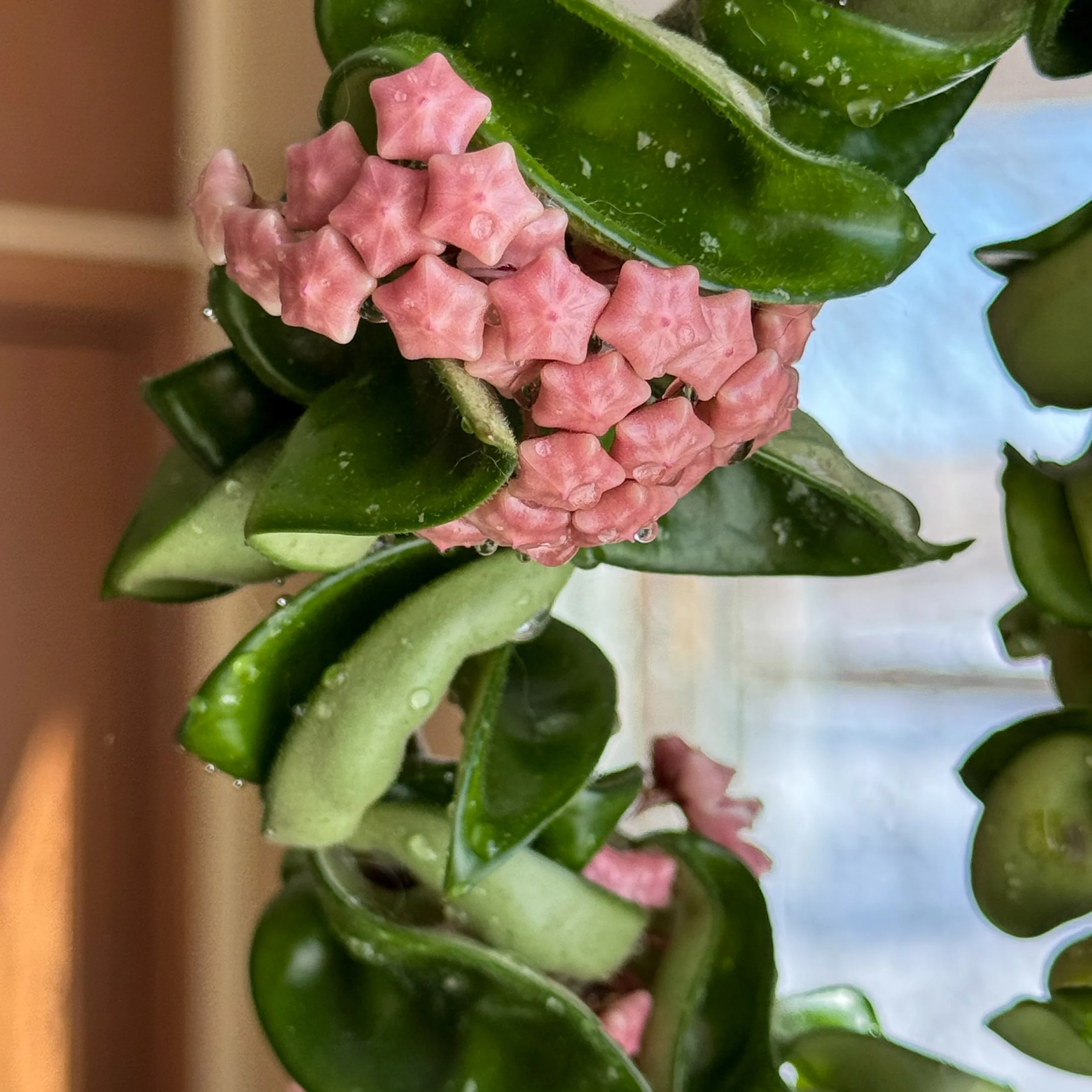 hoya bloom unopened