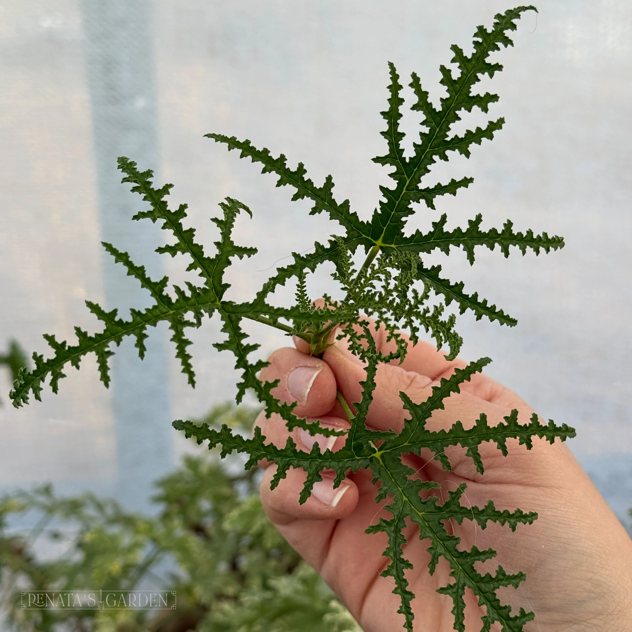 Balsam Scented Geranium