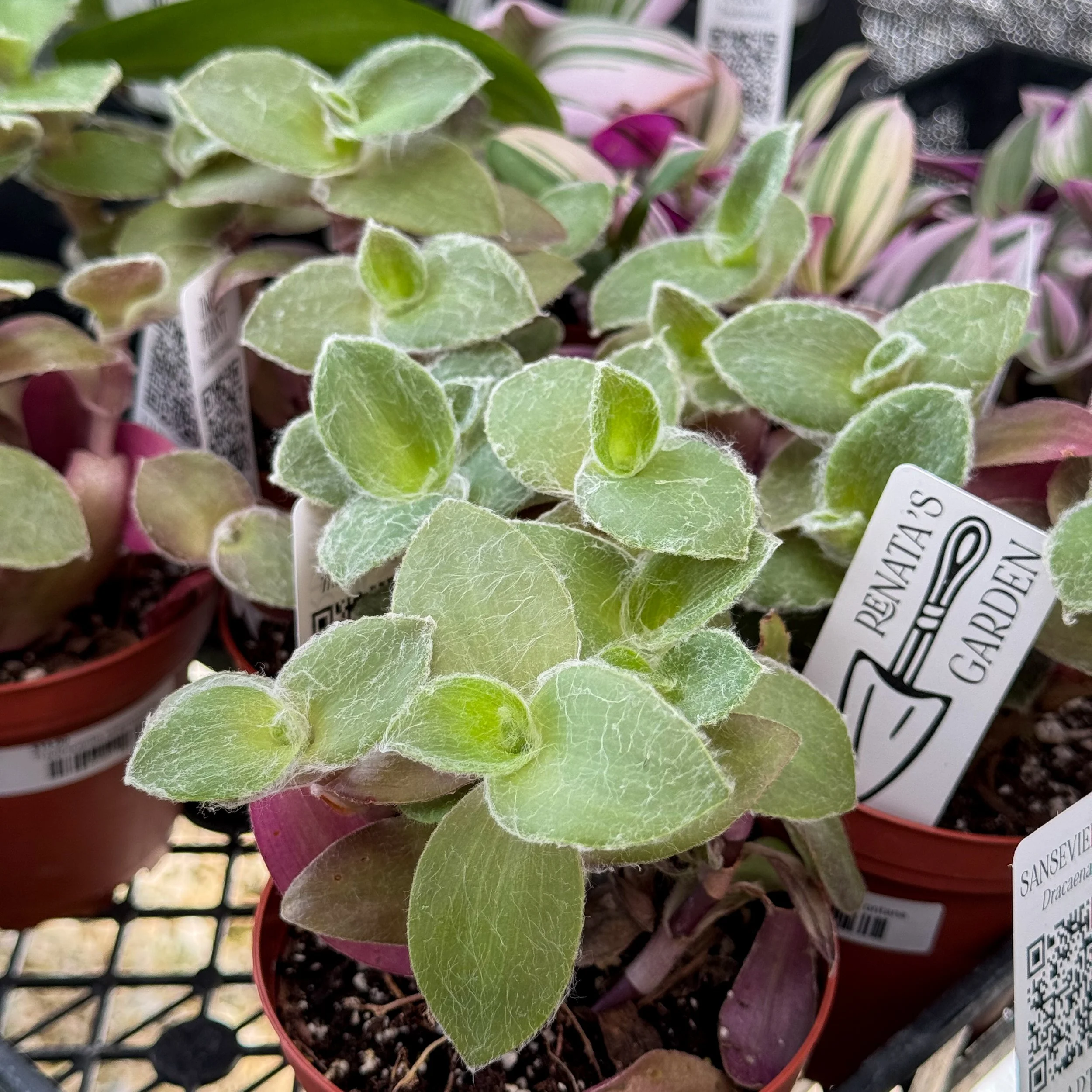 T. sillamontana