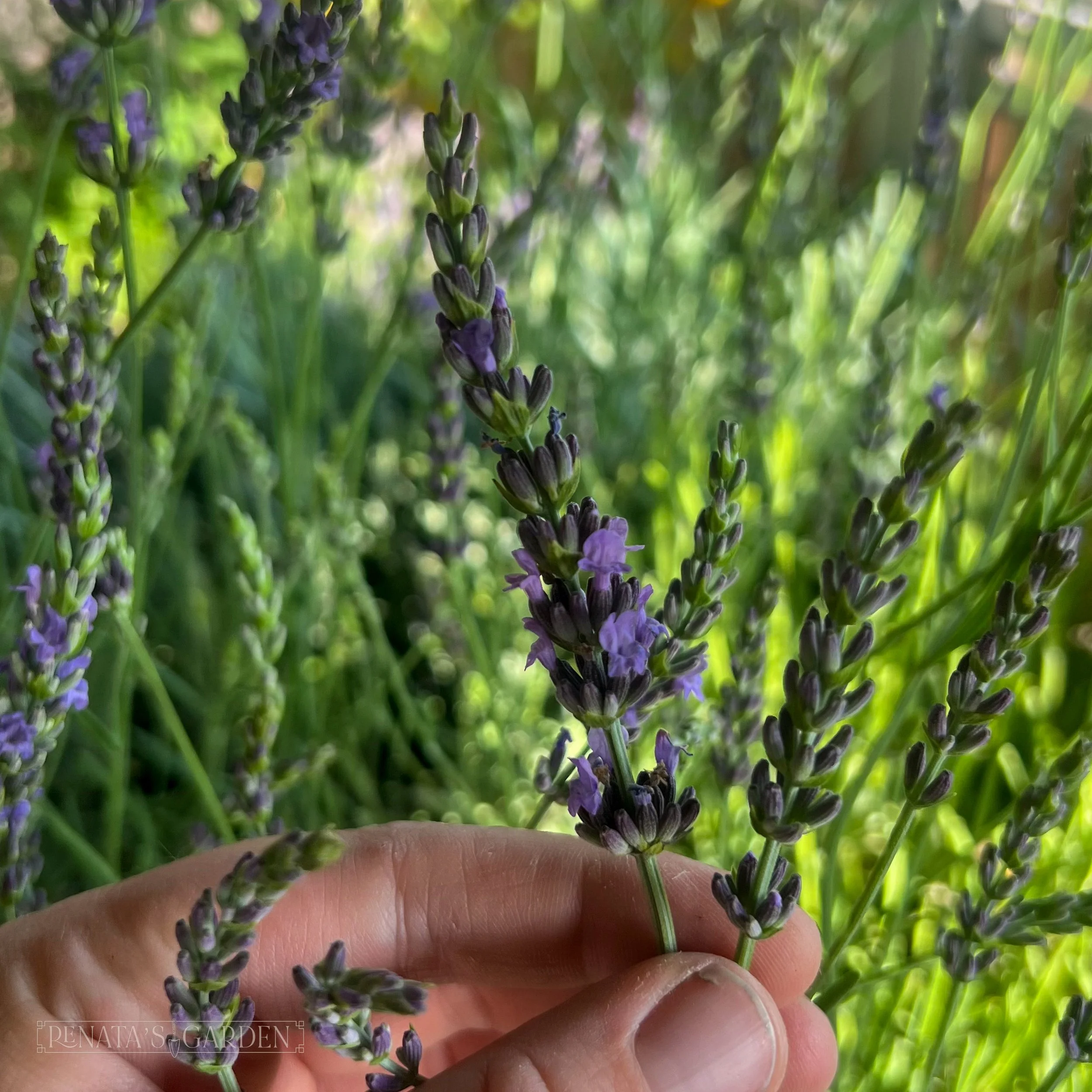 Lavender 'Sensational'