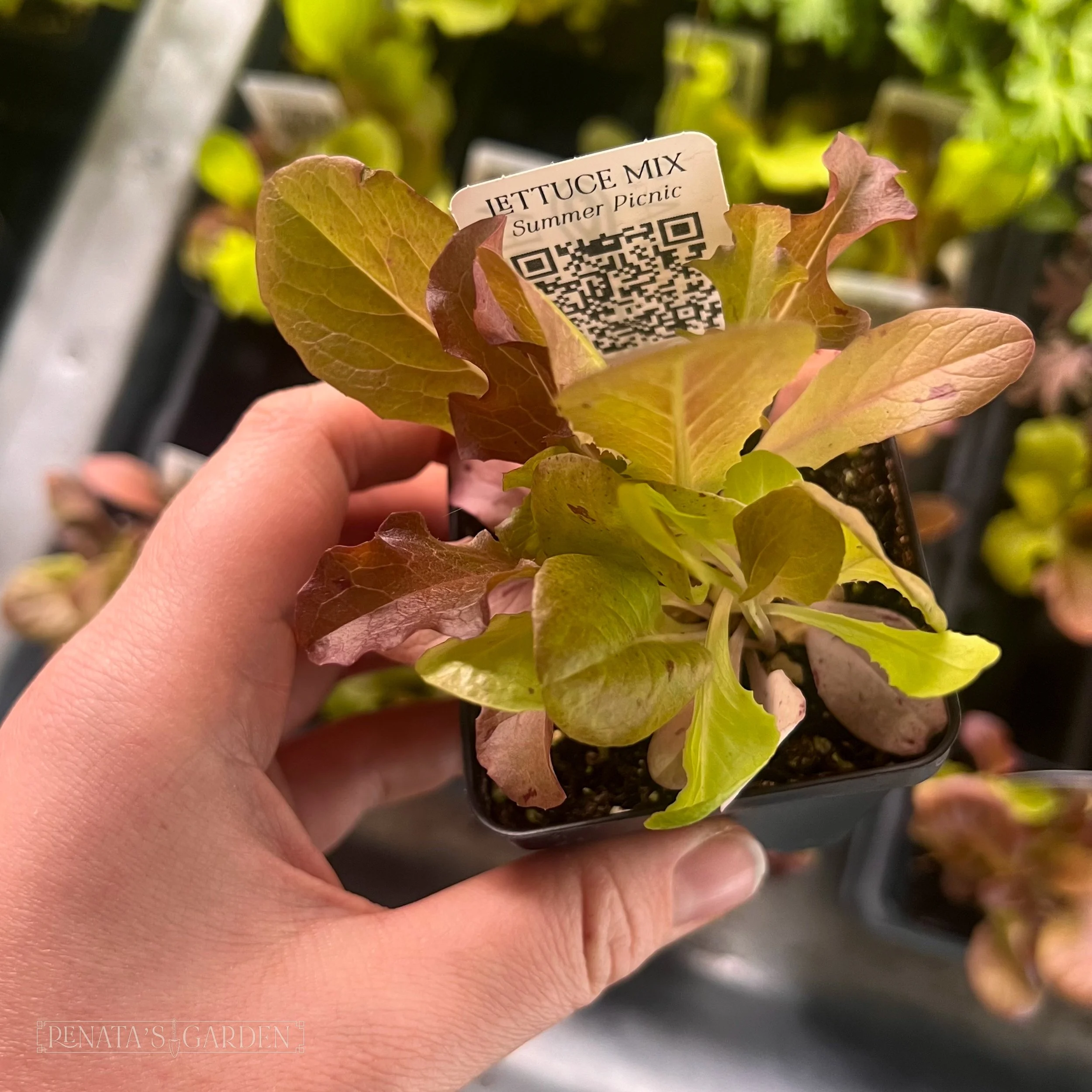 Lettuce 'Summer Picnic Mix'