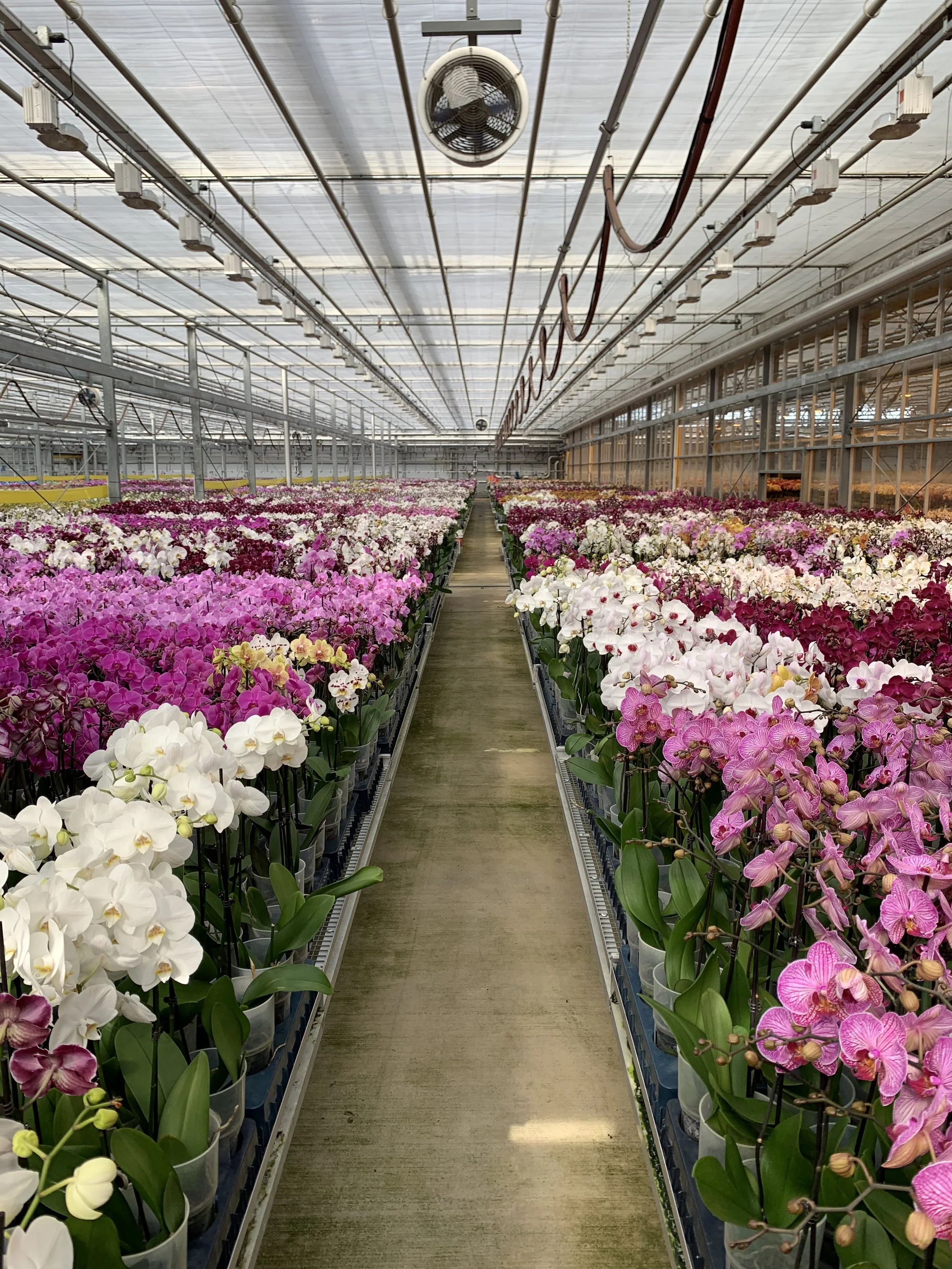 phalaenopsis greenhouse
