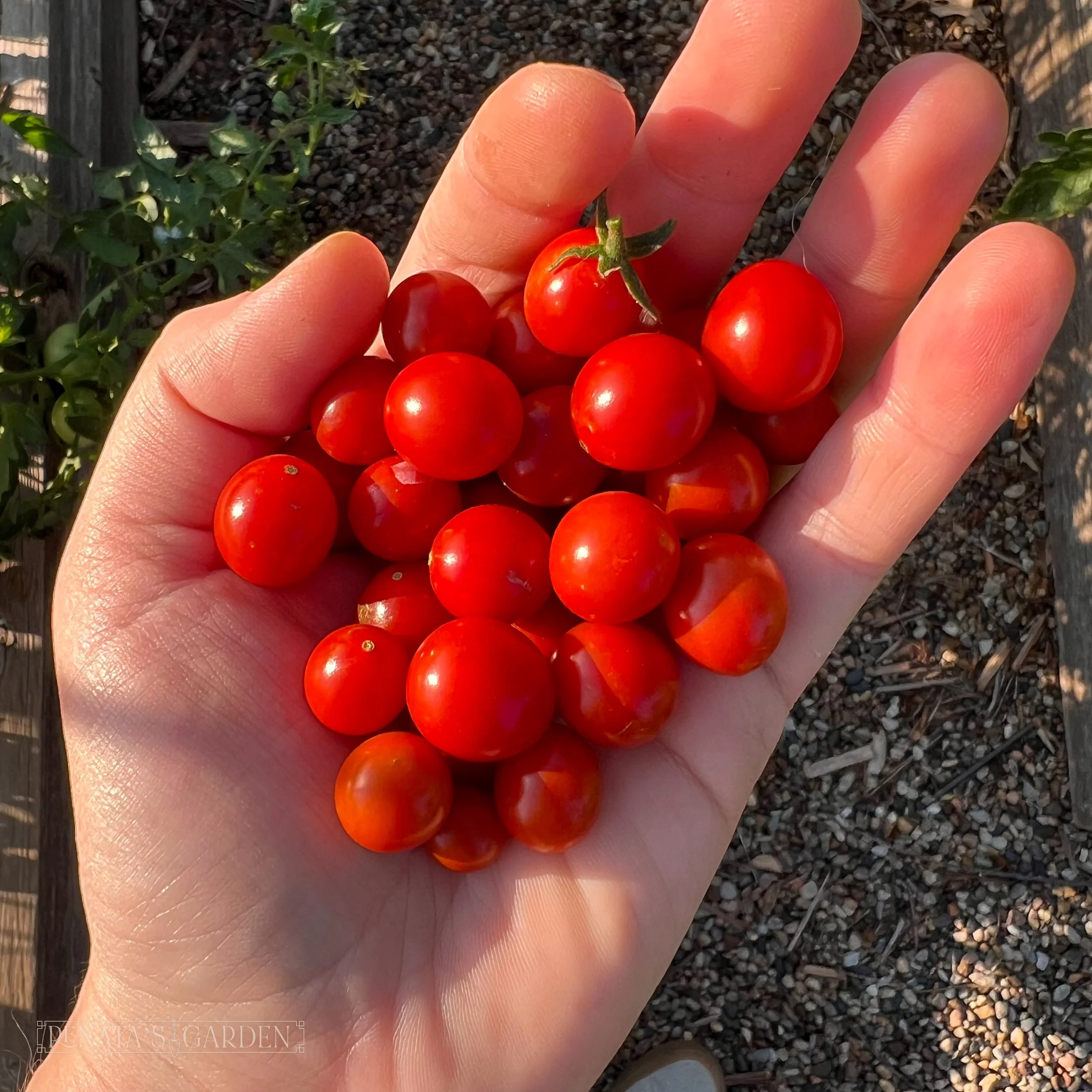 Currant Tomato 'Candyland Red'
