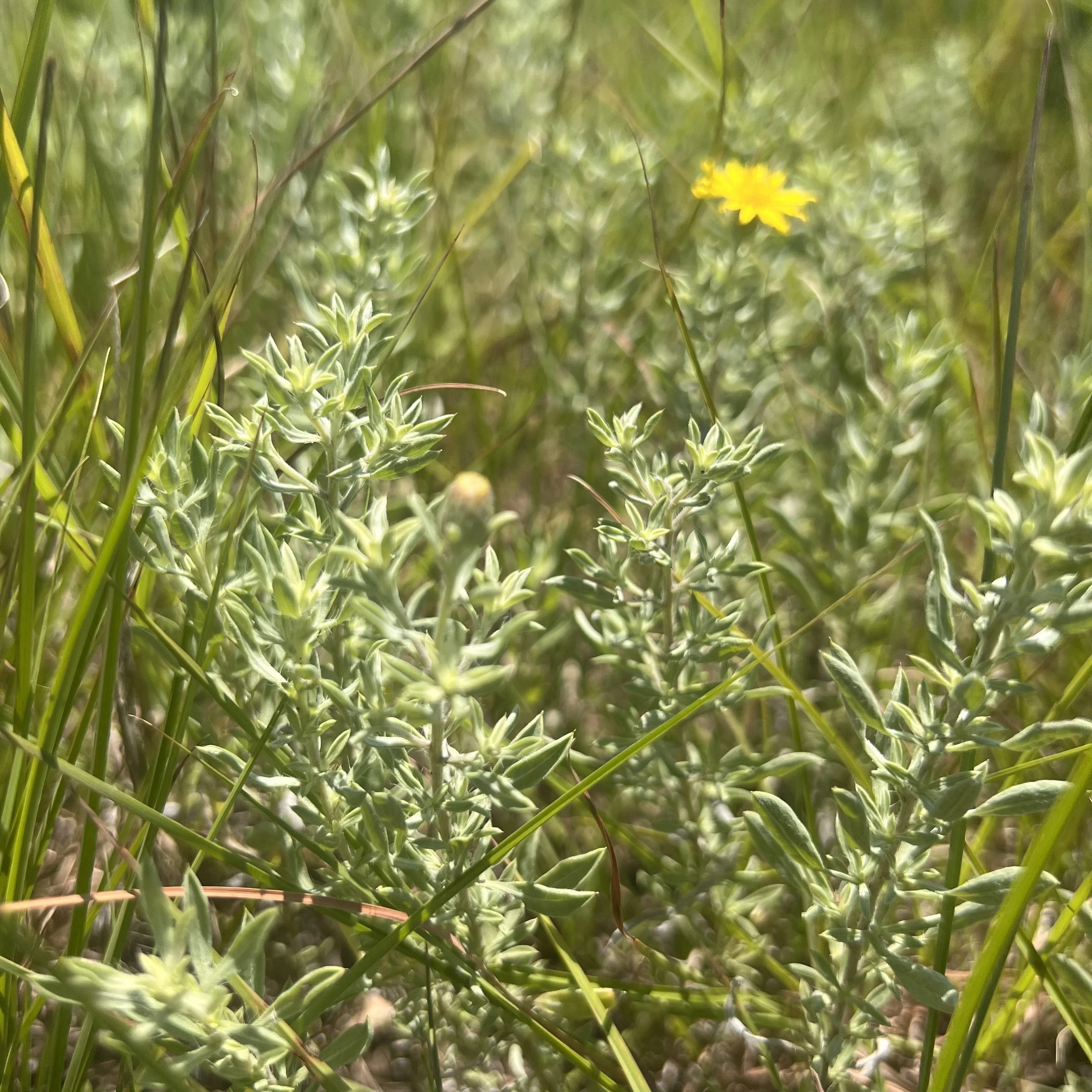 gray golden aster foliage