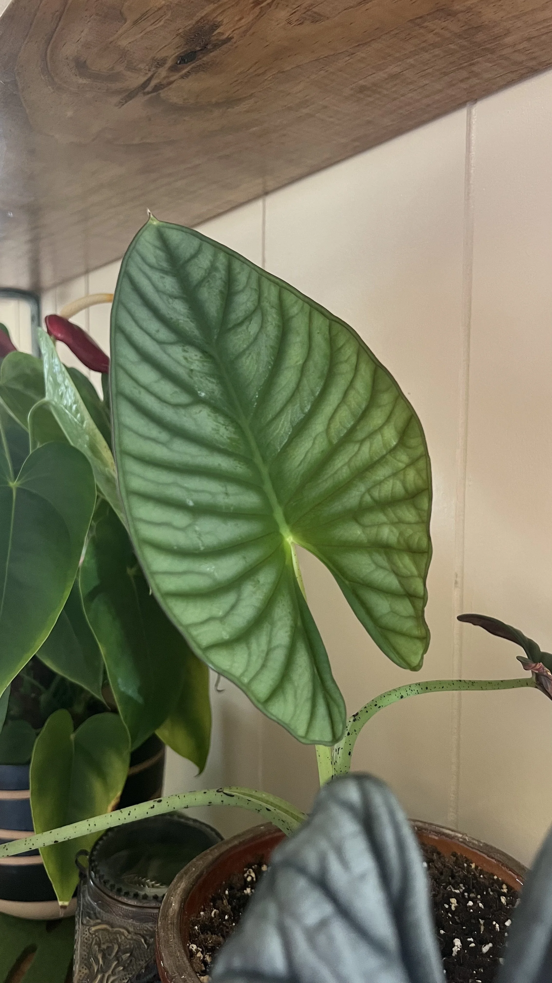 Silver Dragon Alocasia