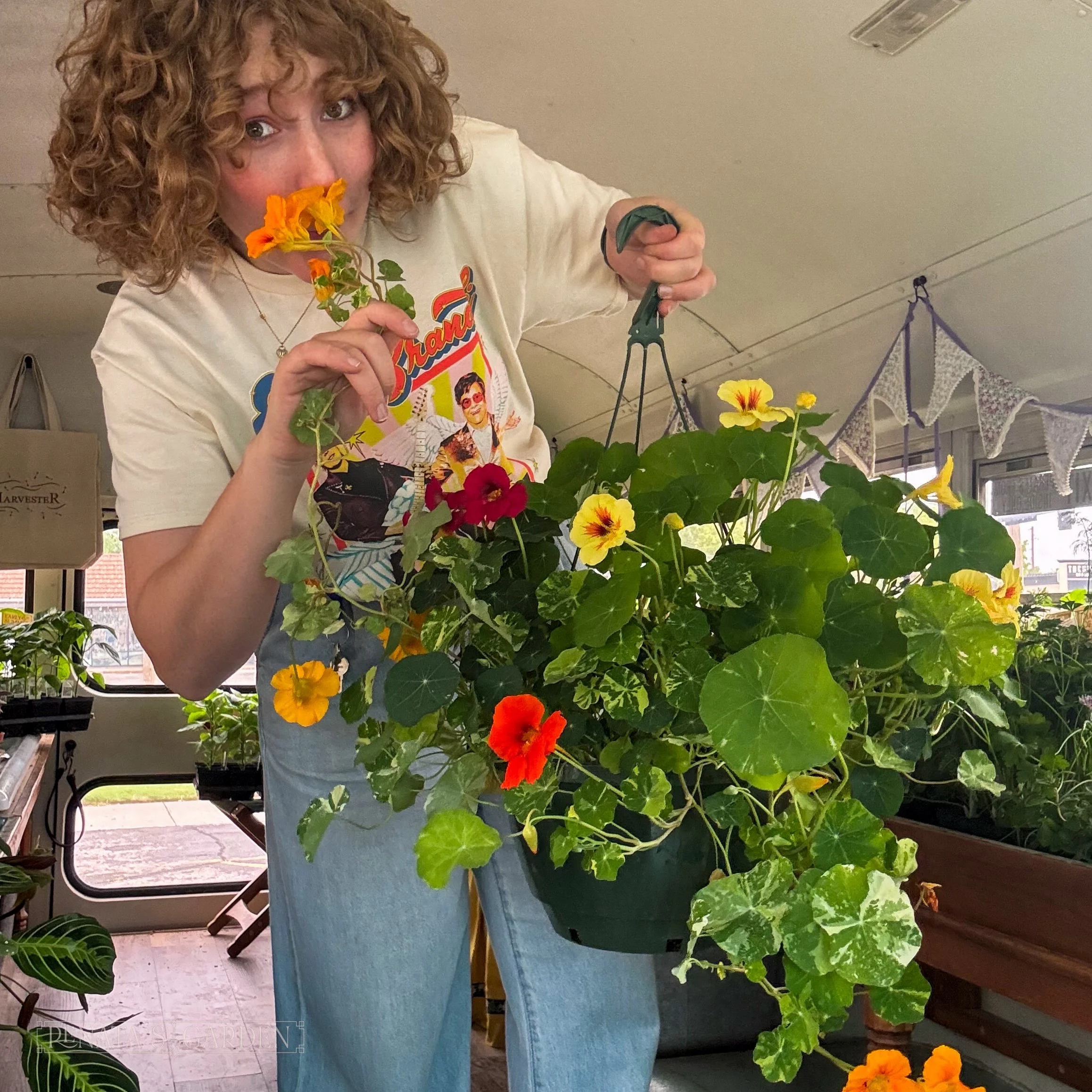 Nasturtium Hanging Basket