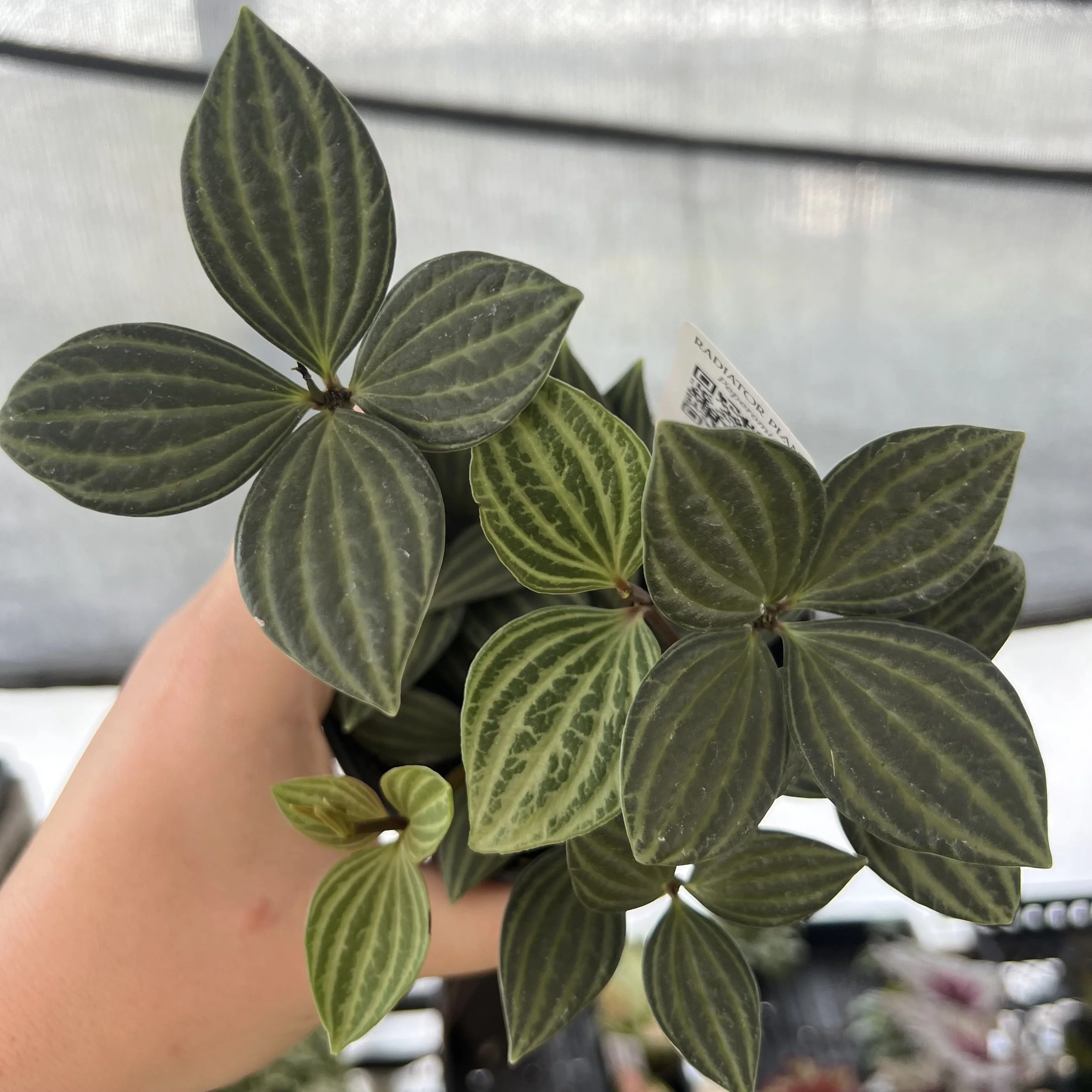 peperomia puteolata
