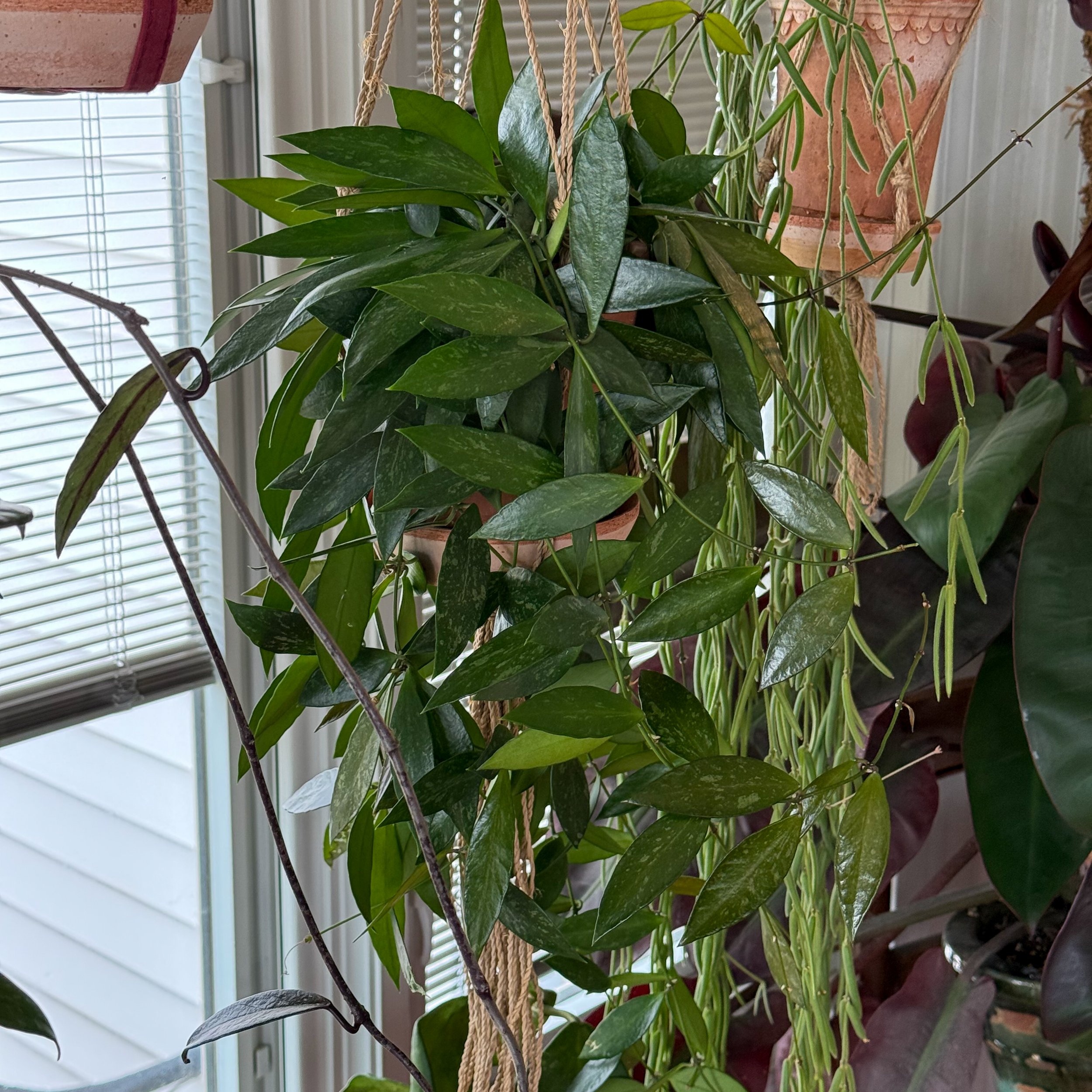 Hoya memoria (syn. gracilis)