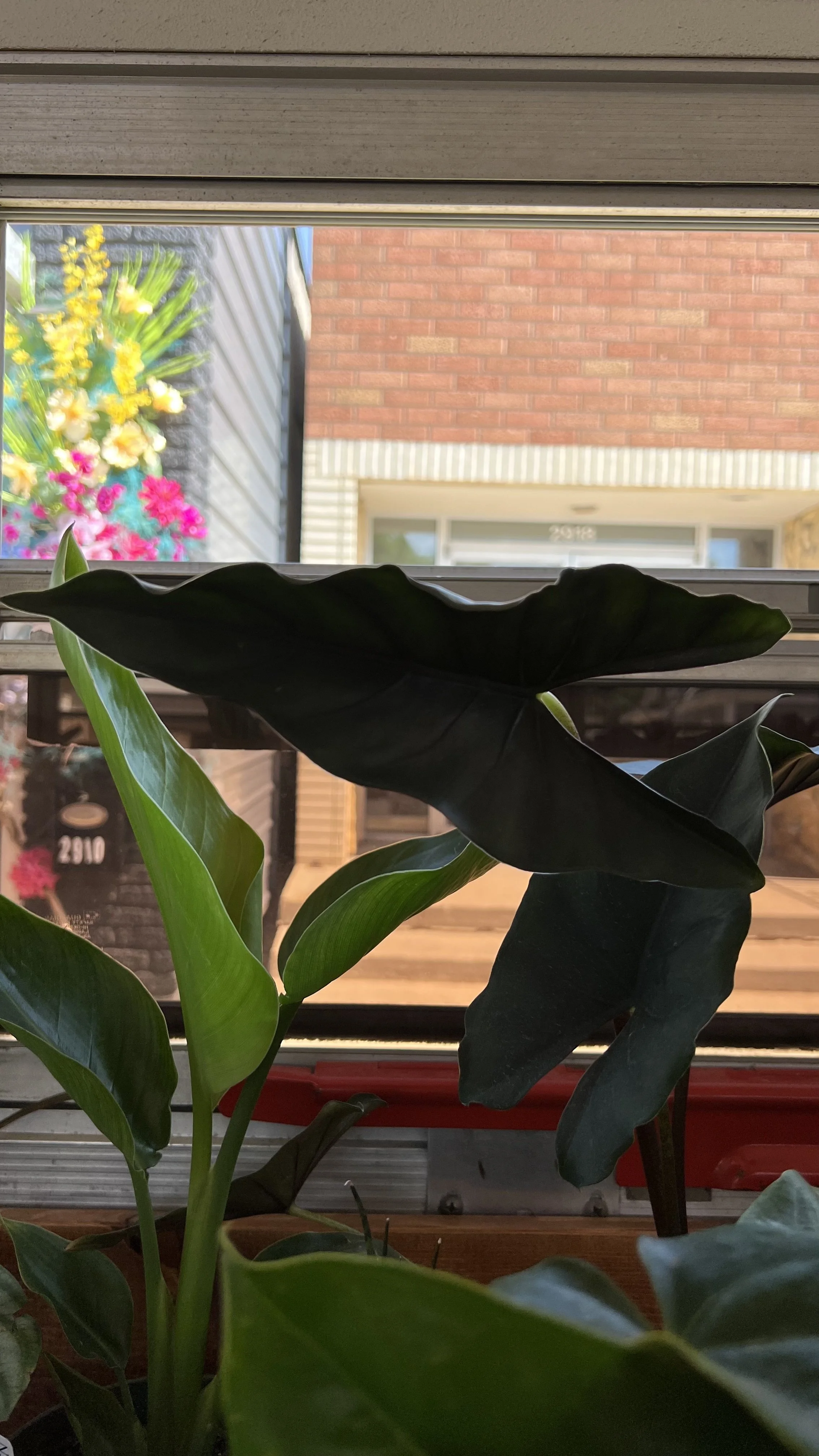Lauterbachiana alocasia