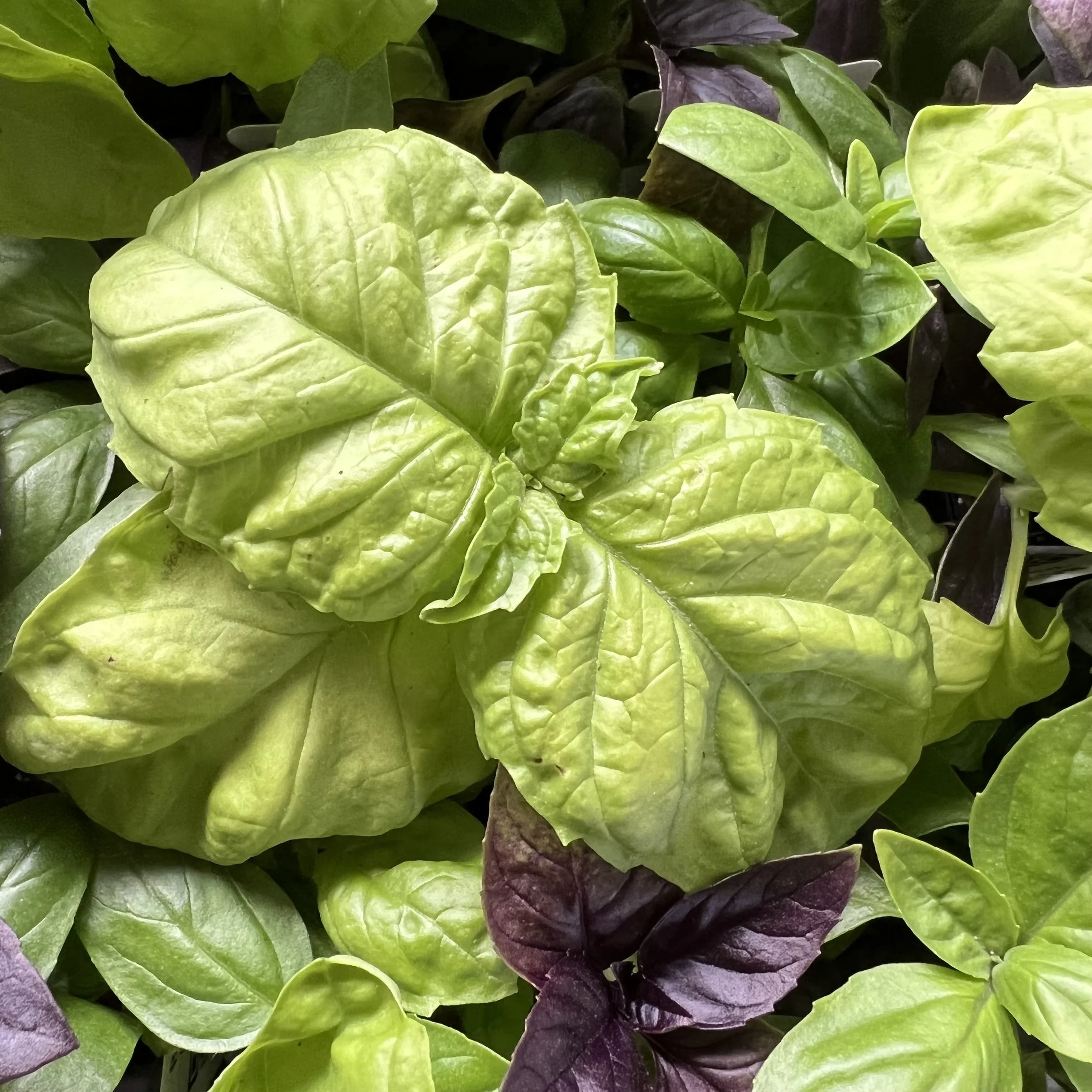 lettuce leaf basil