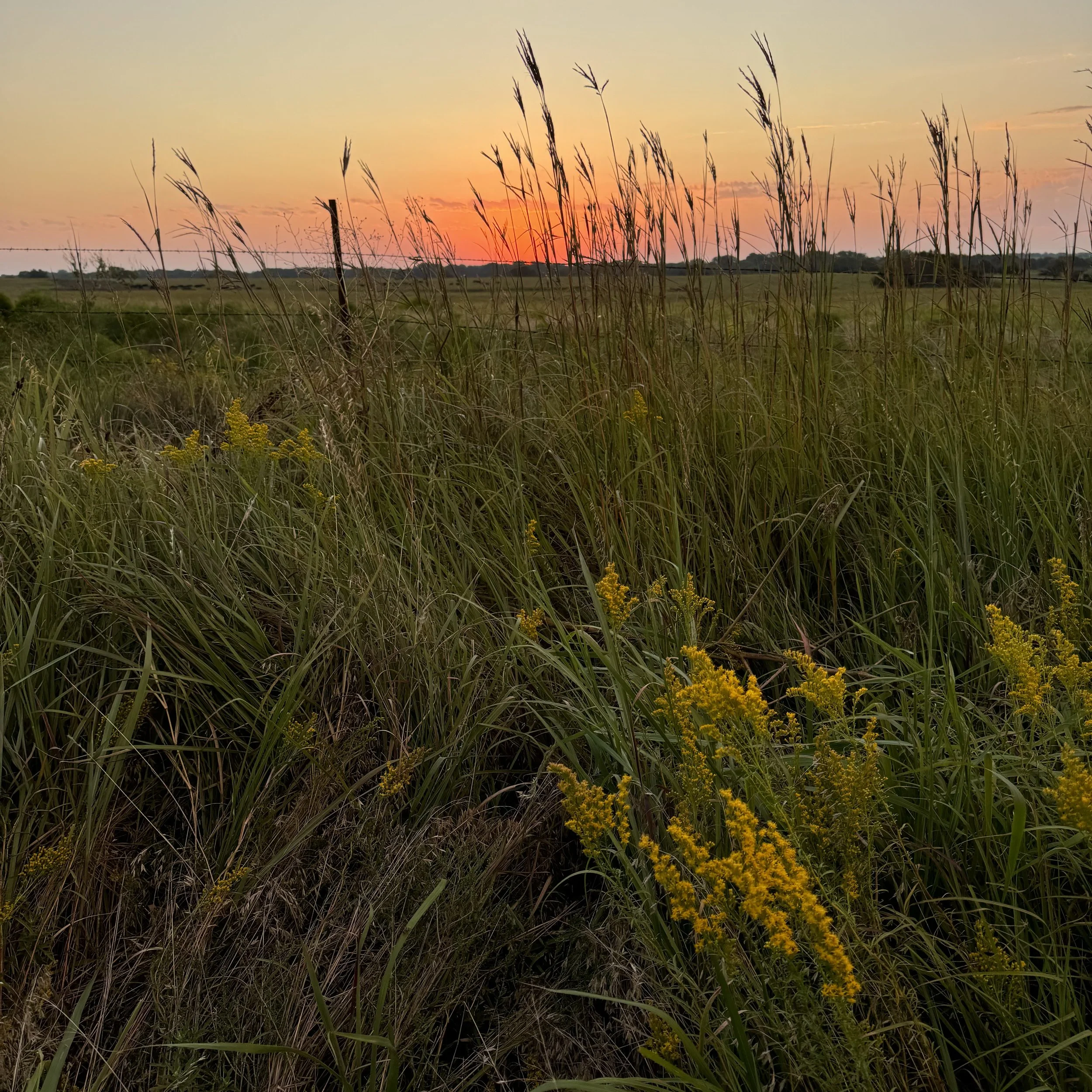 sunrise over goldenrod patch