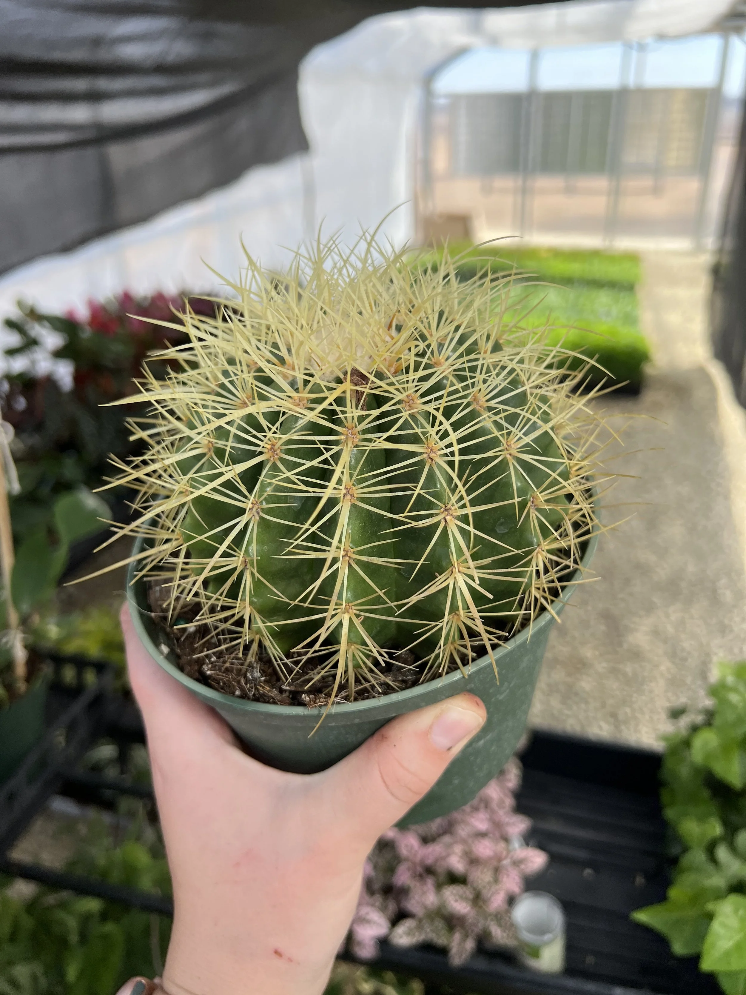 barrel cactus