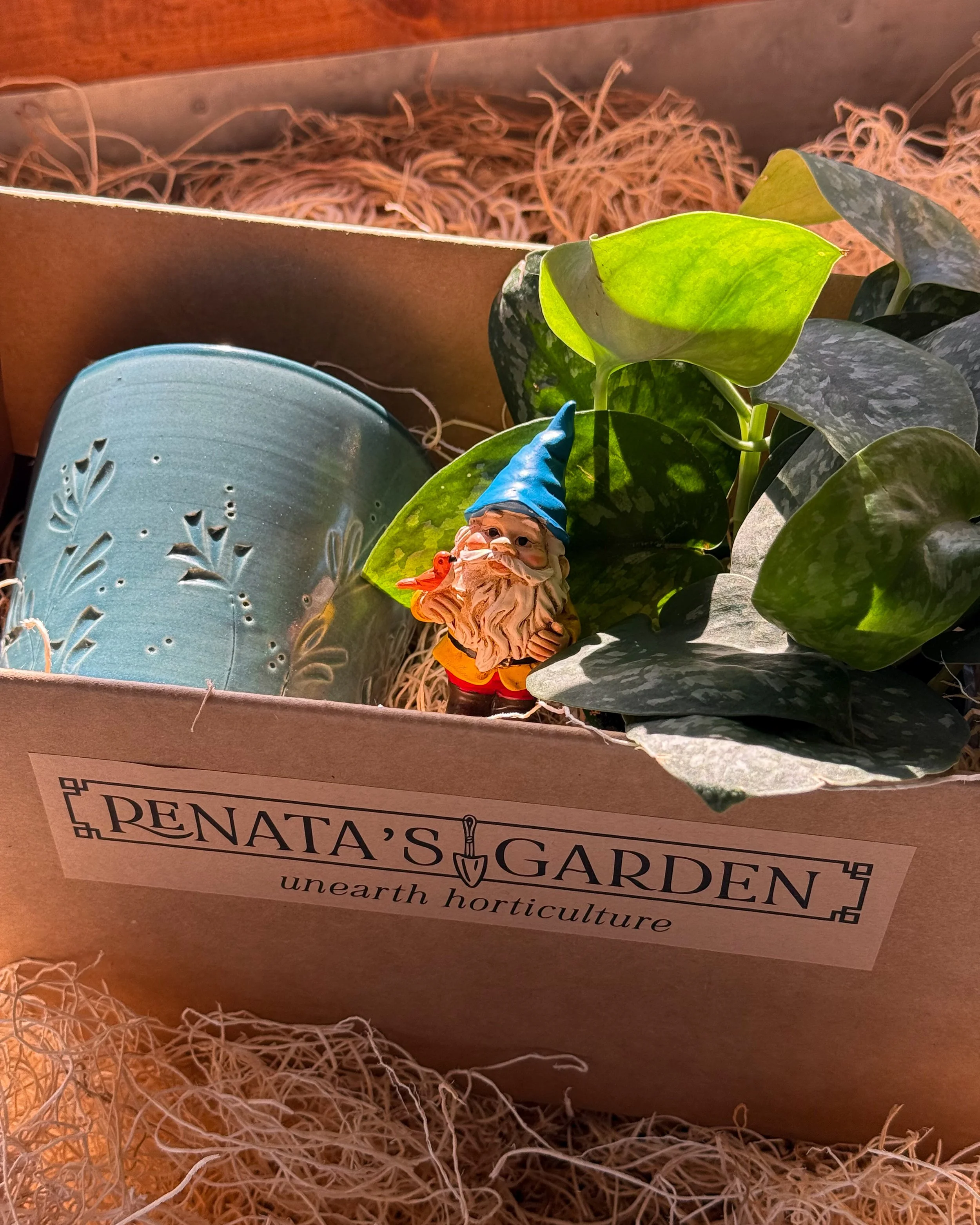 Large Prairie Fairy Pot & Plant Kit