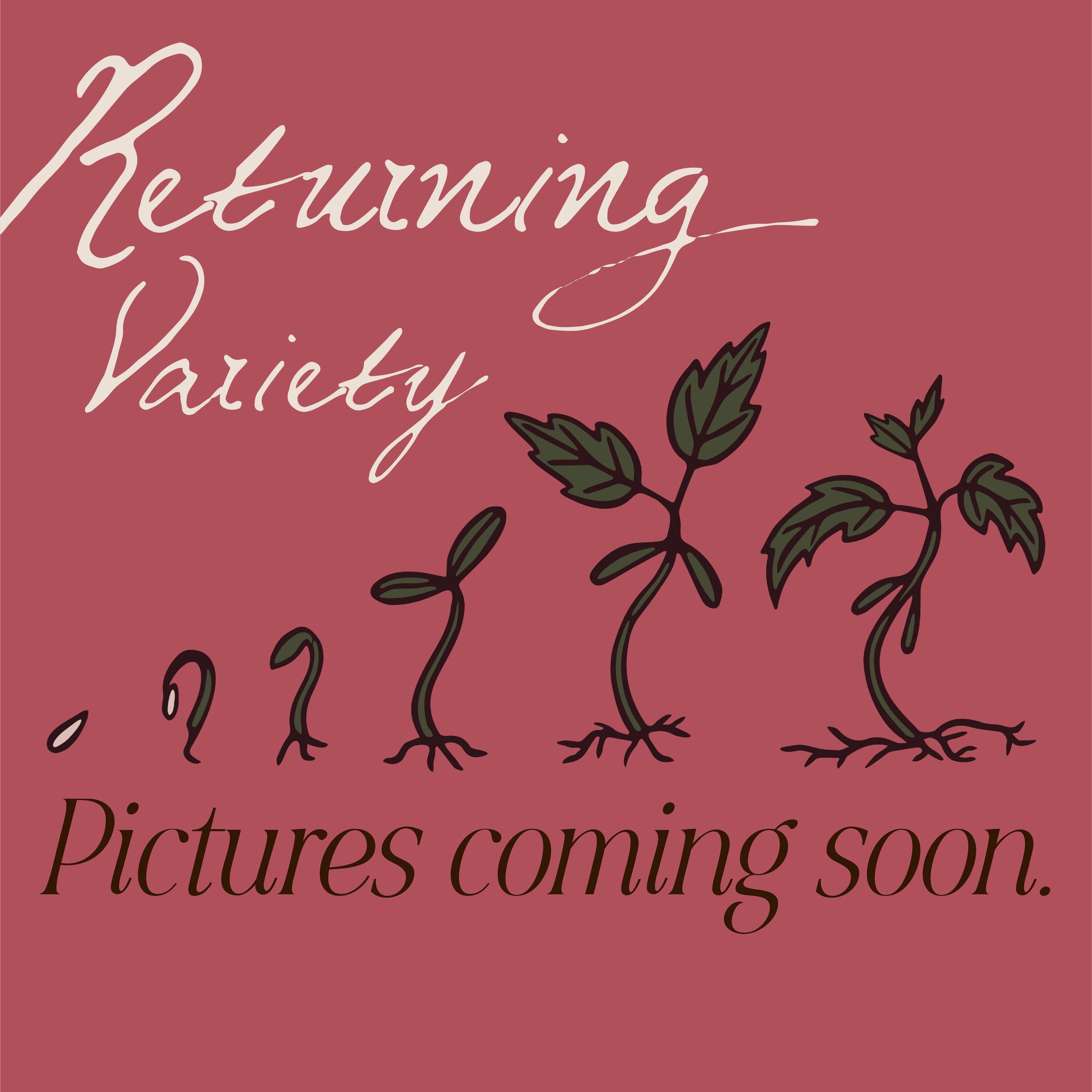 Returning Variety Graphic.jpg