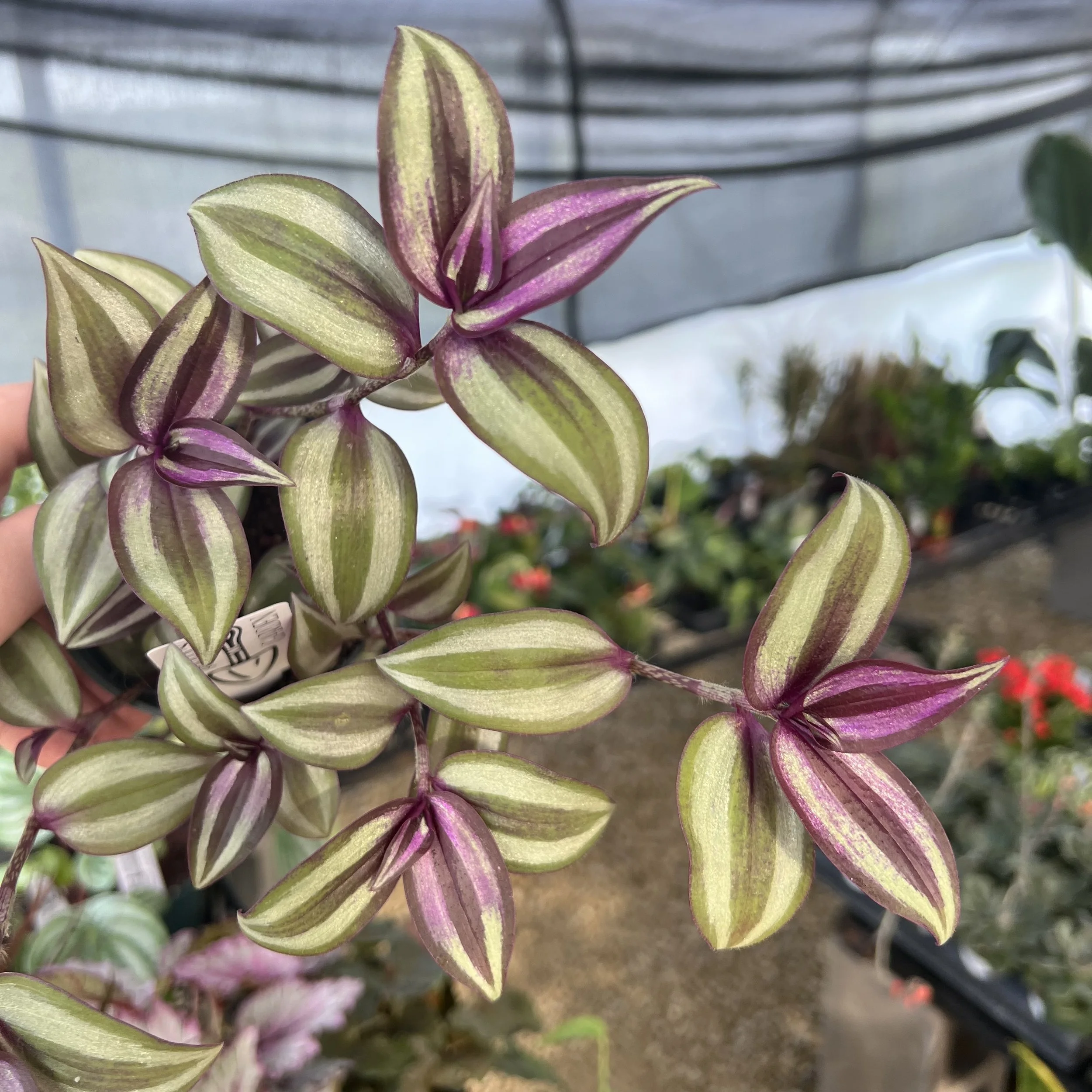 Tradescantia zebrina