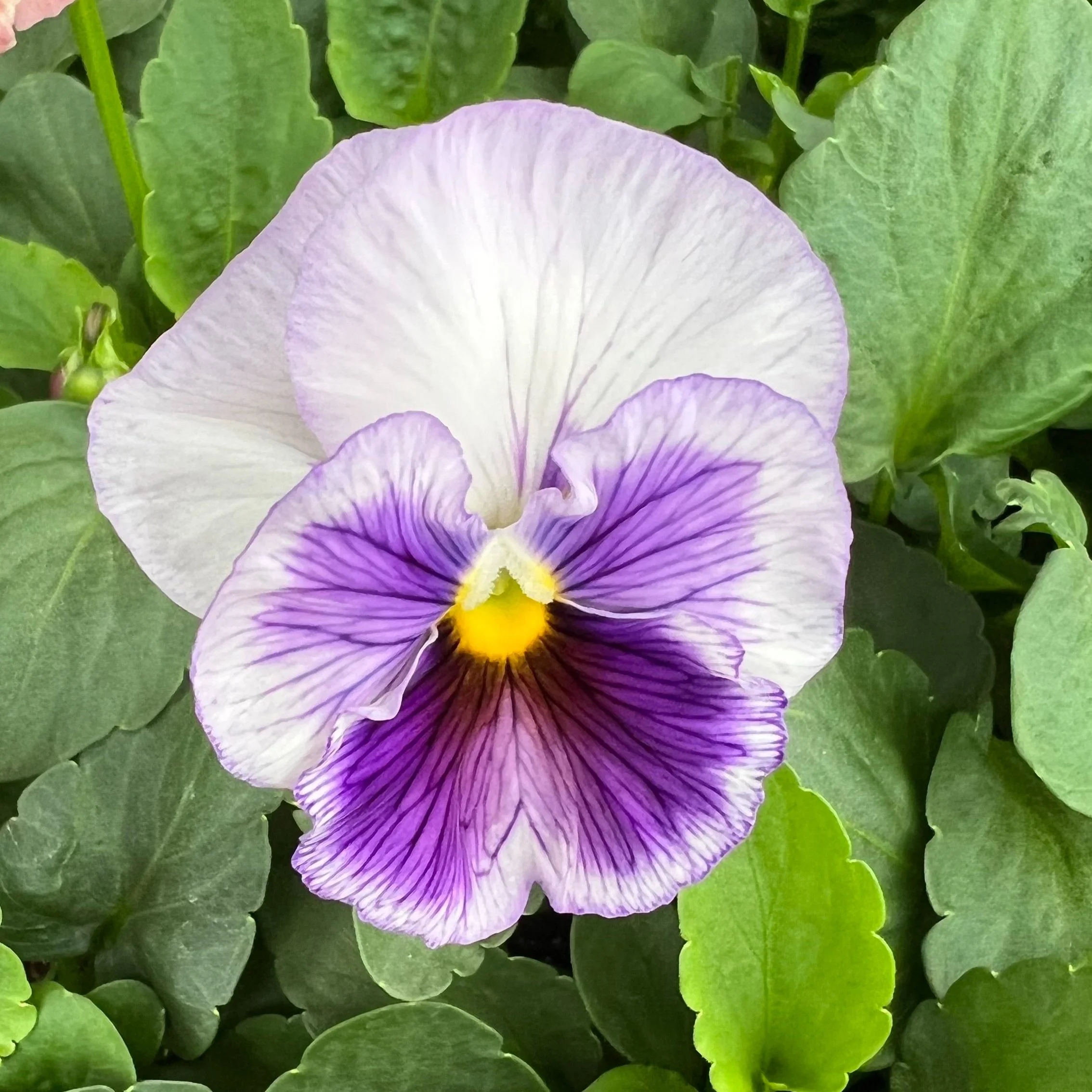 watercolors pansy