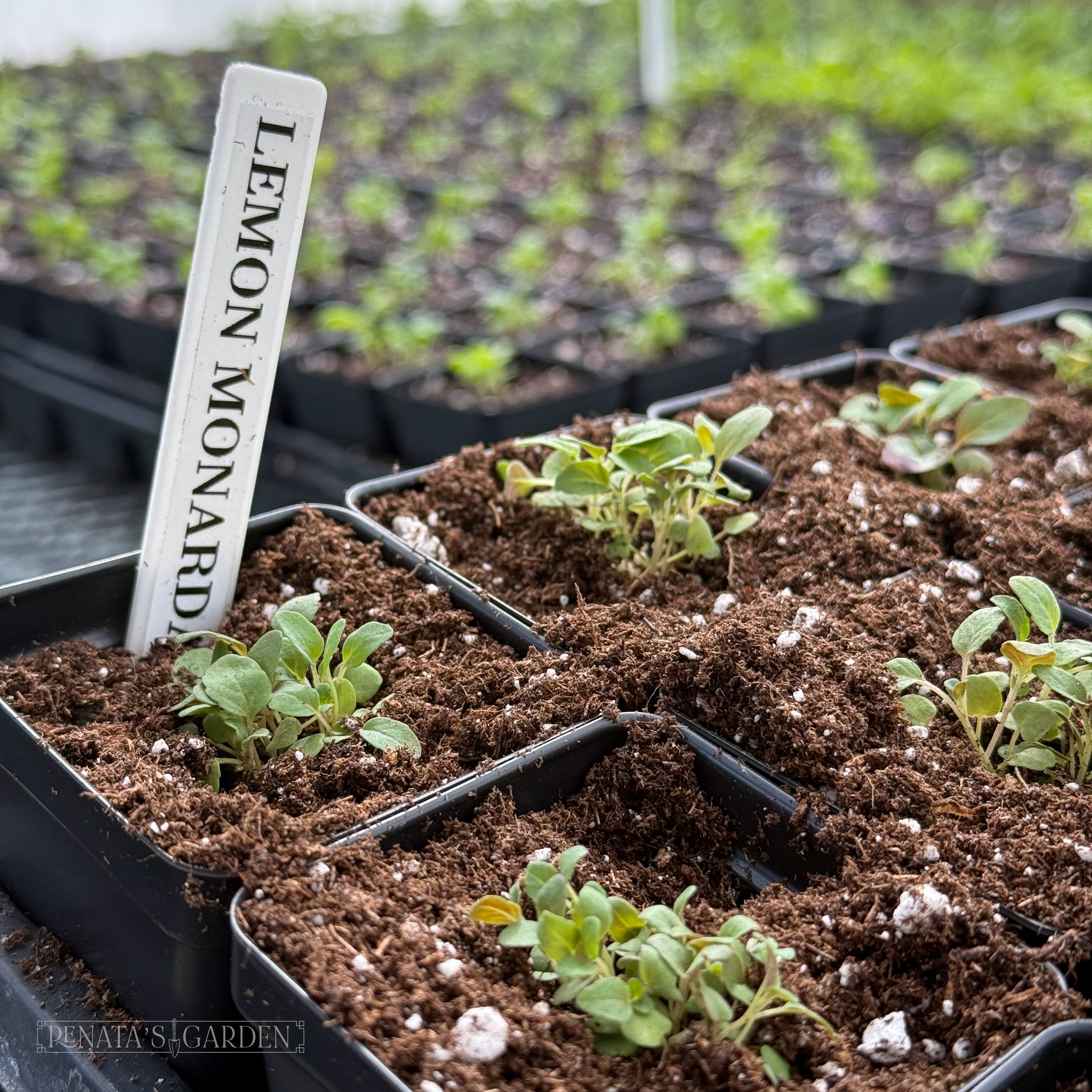 lemon bee balm young plant