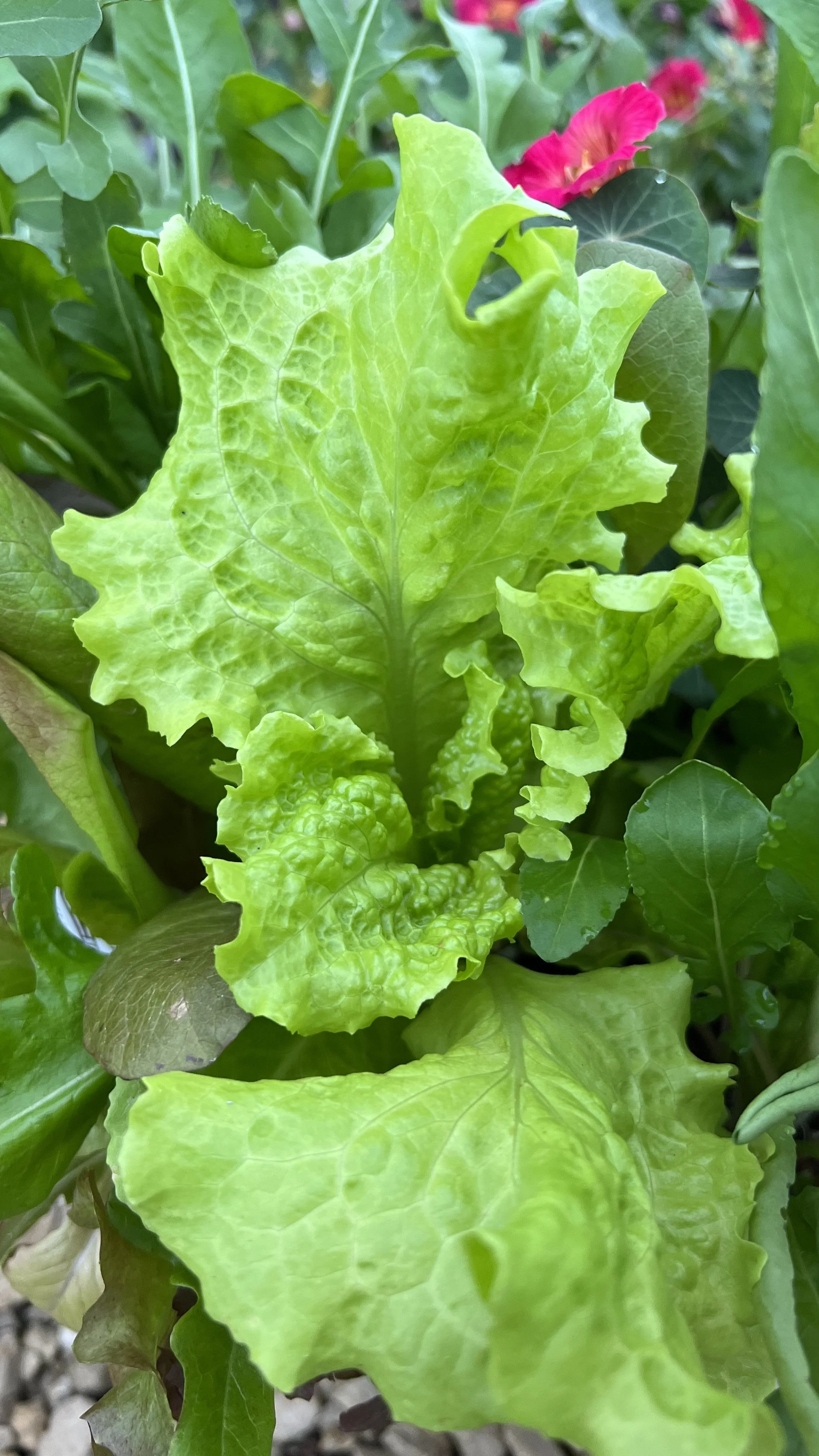 leaf lettuce