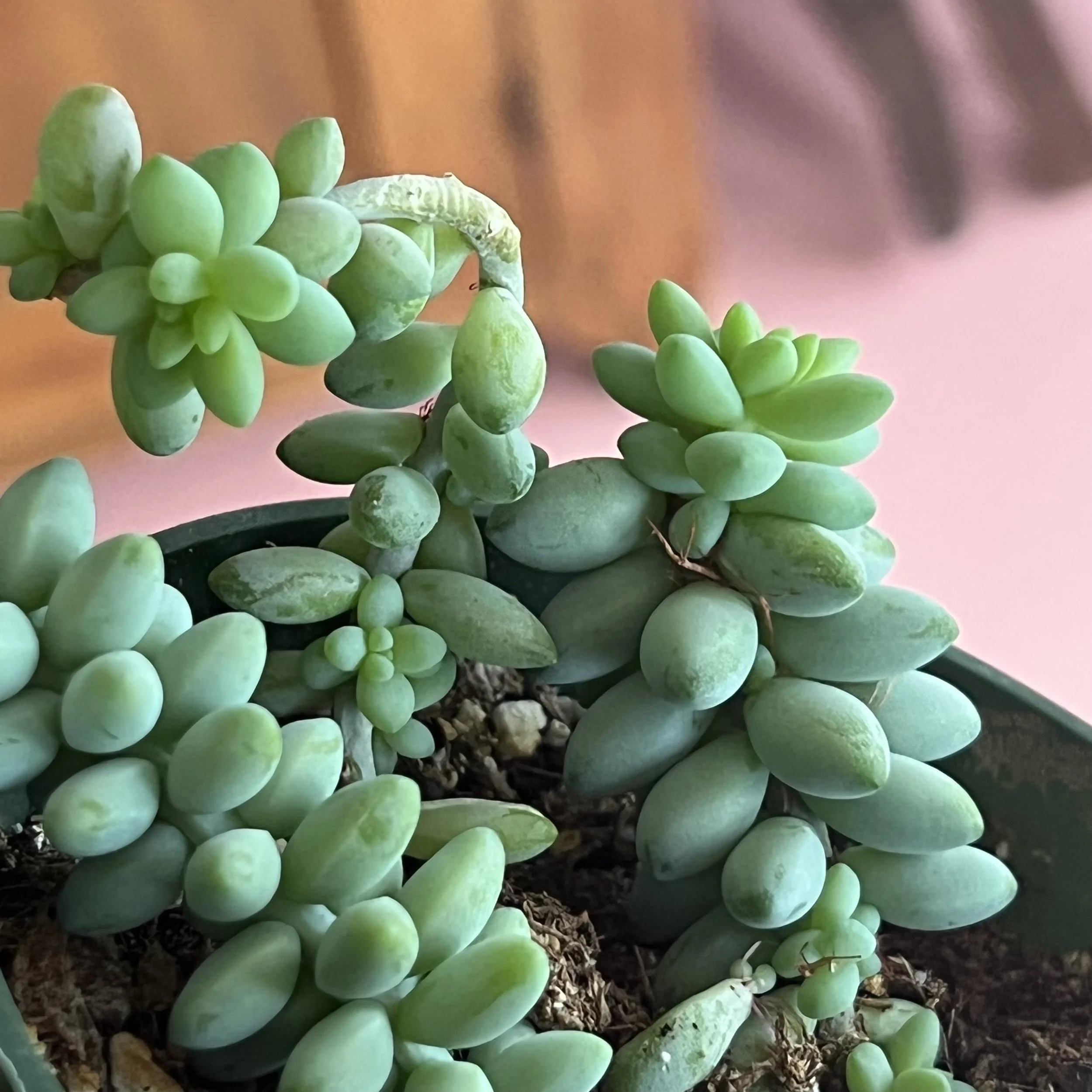 burro's-tail - sedum morganianum