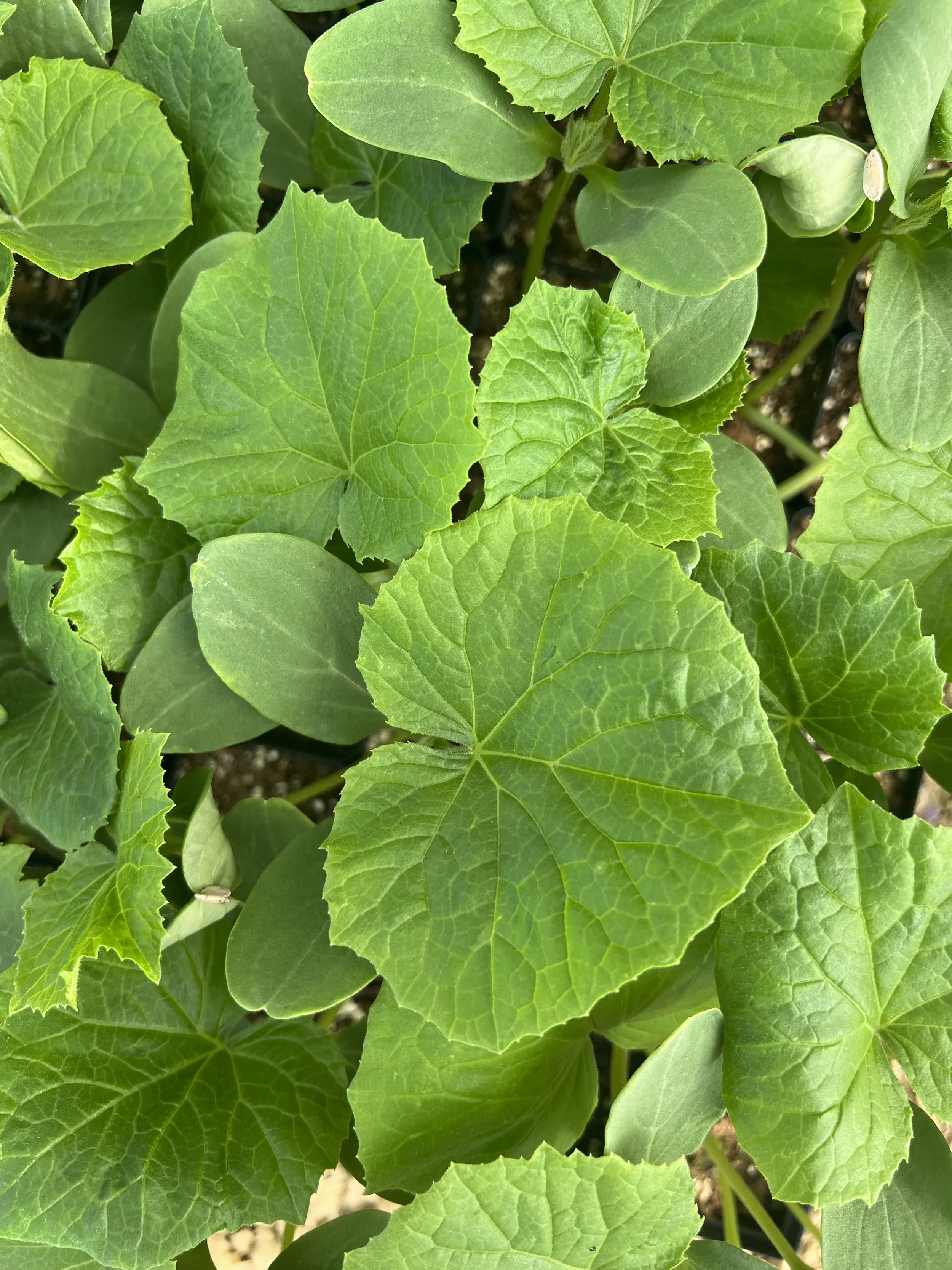 cucumber leaves