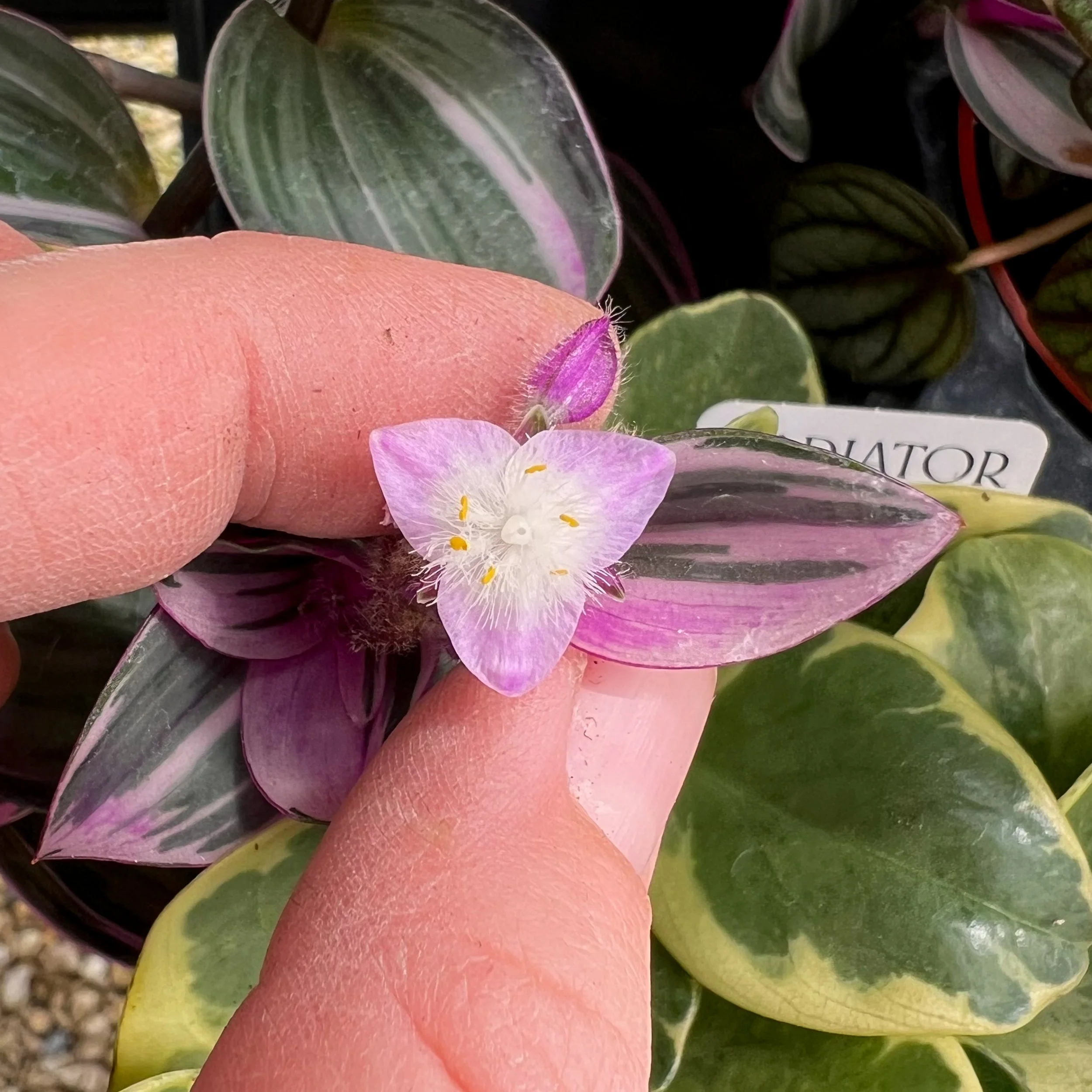 Tradescantia 'Nanouk' flower