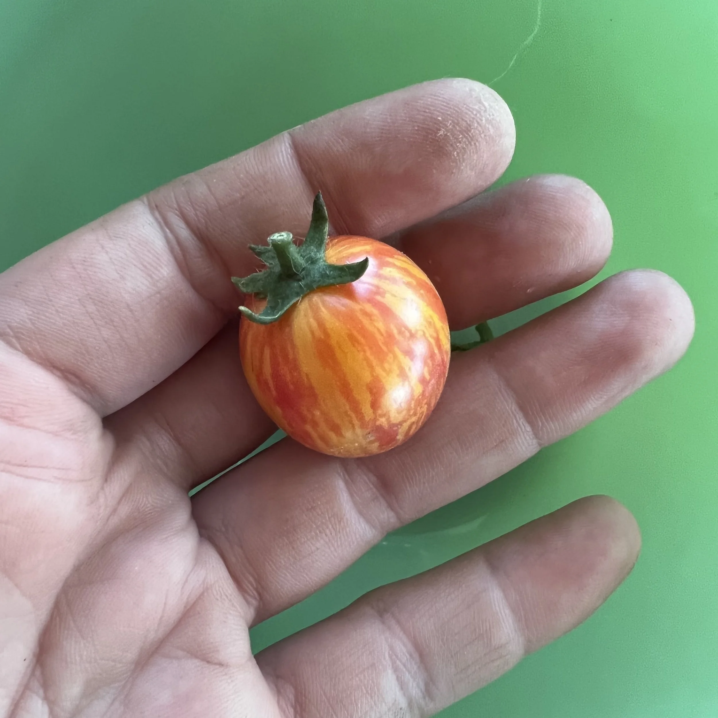 variegated tomato