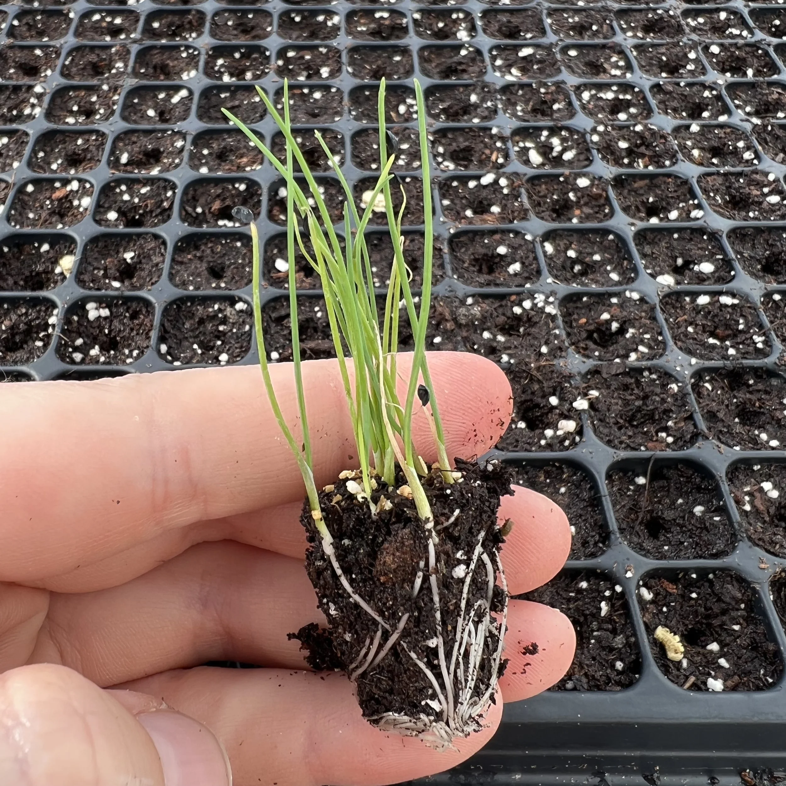 baby chives