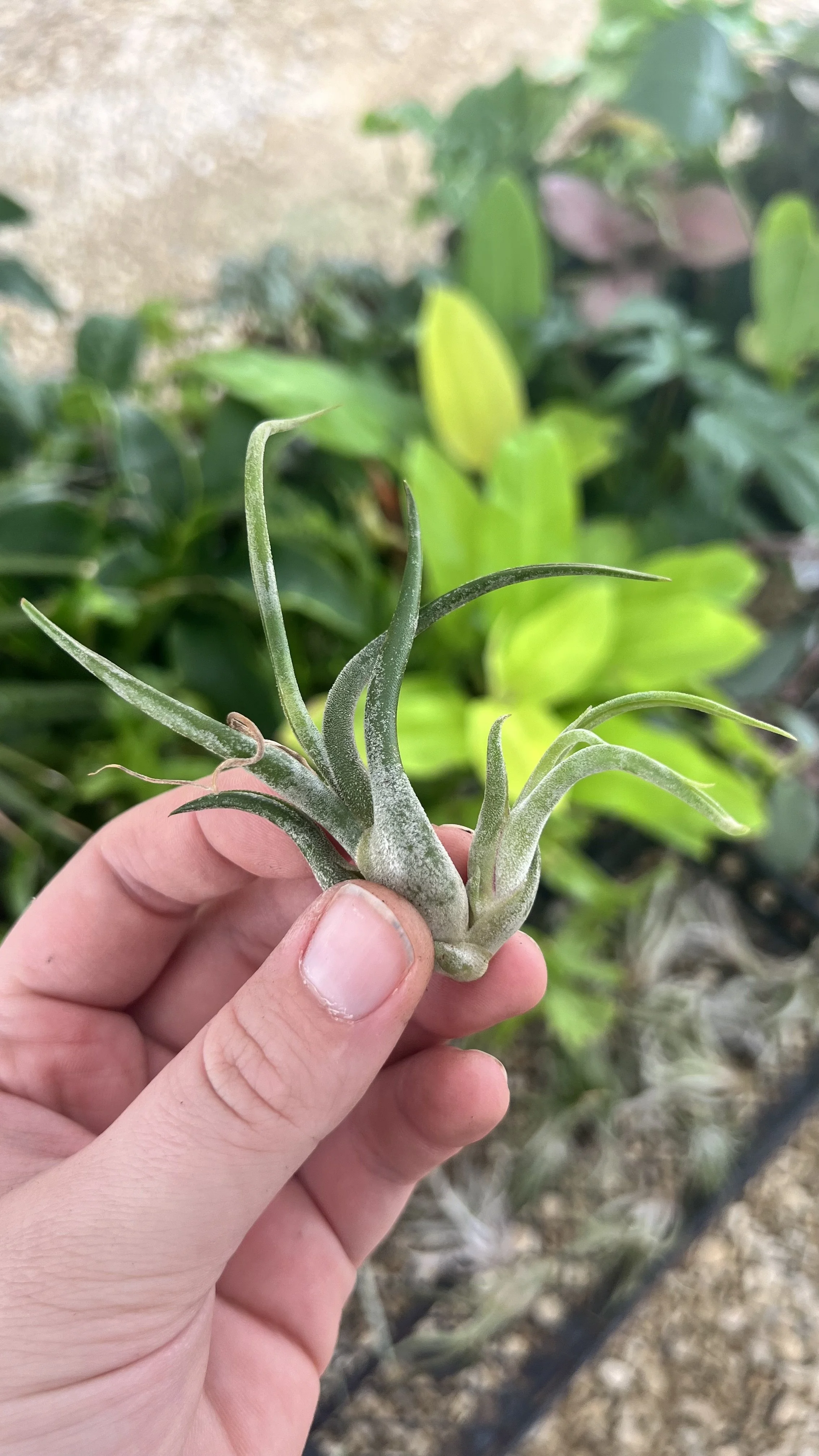 air plant