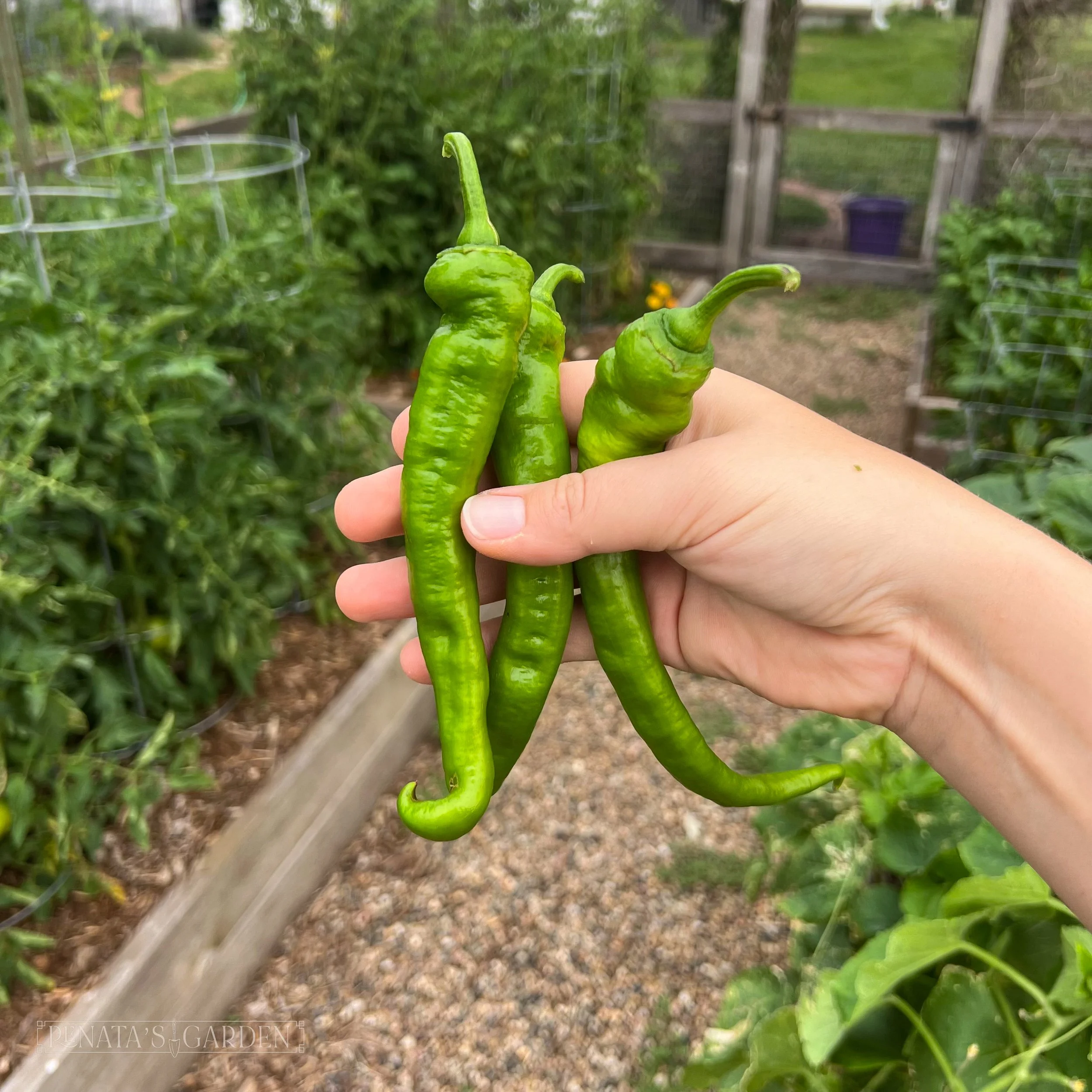 Italian Fry Pepper 'Jimmy Nardello's'