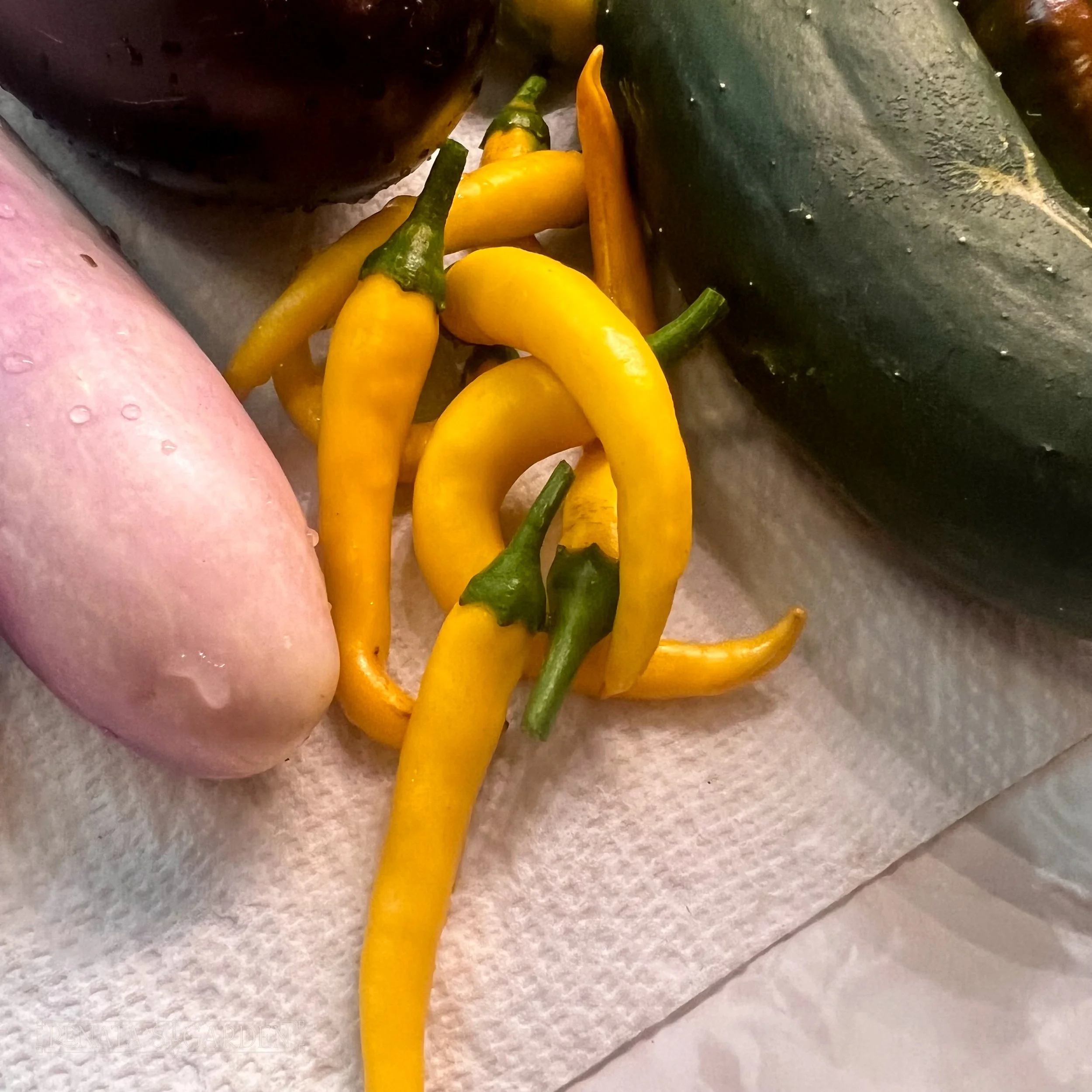 Cayenne Pepper 'Golden'