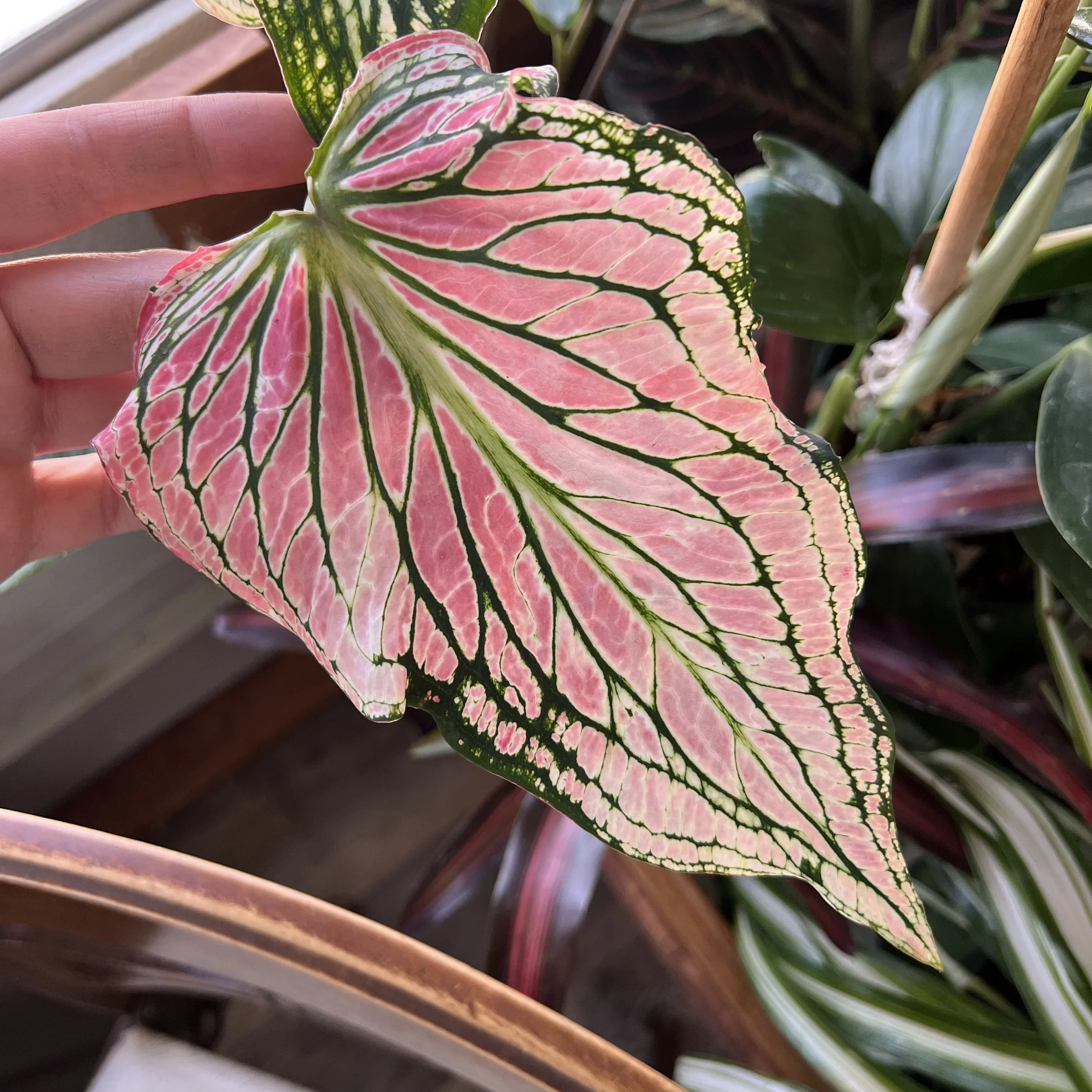 Thai pink caladium