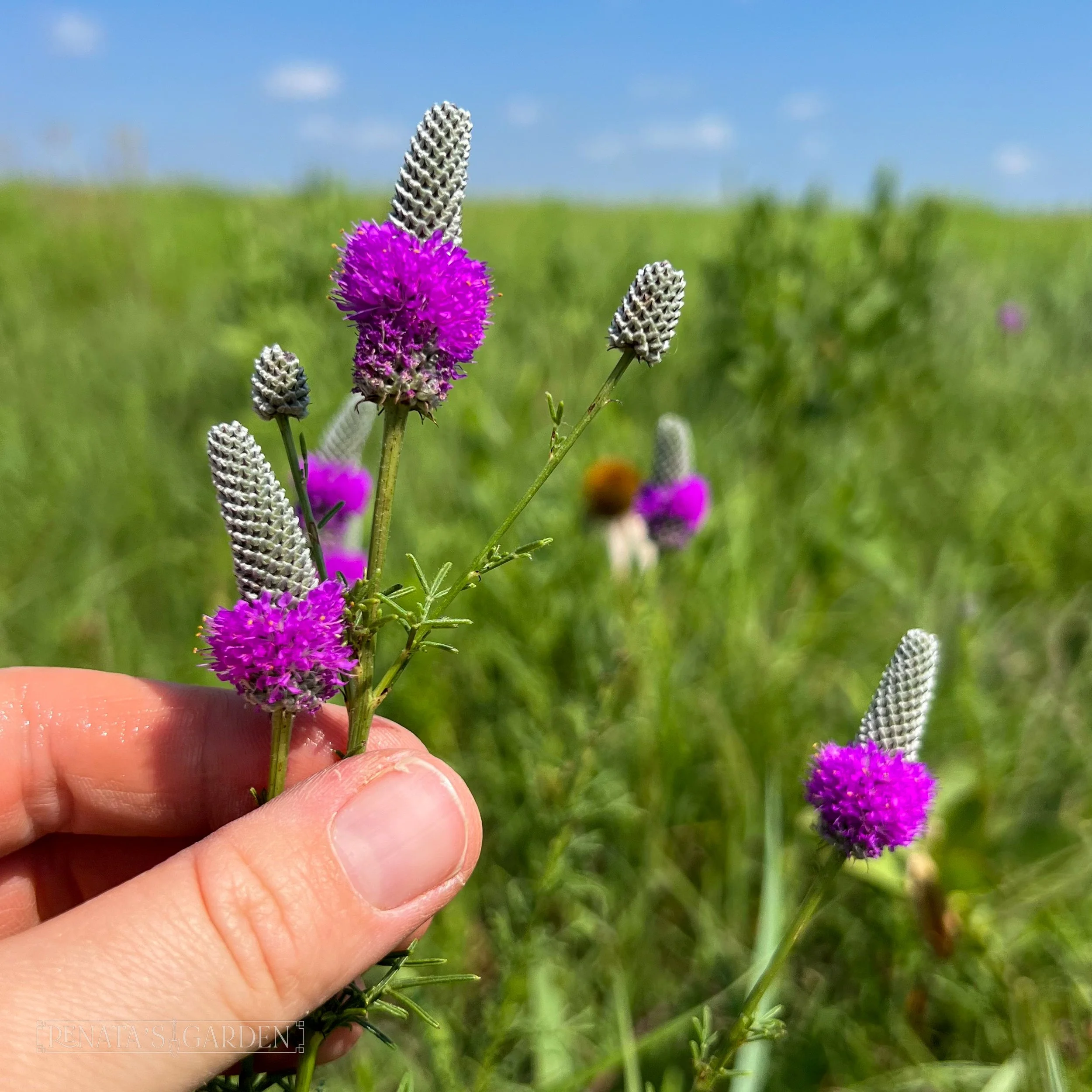 Prairie Clover