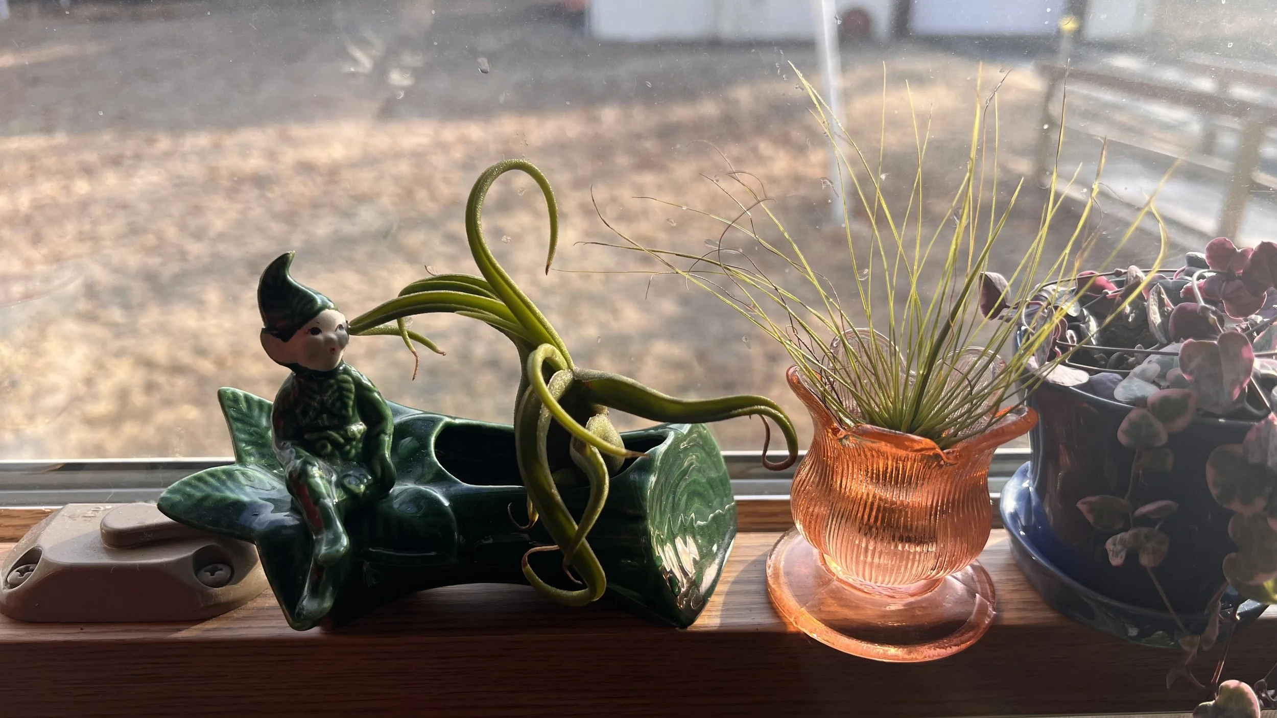 air plants on windowsill