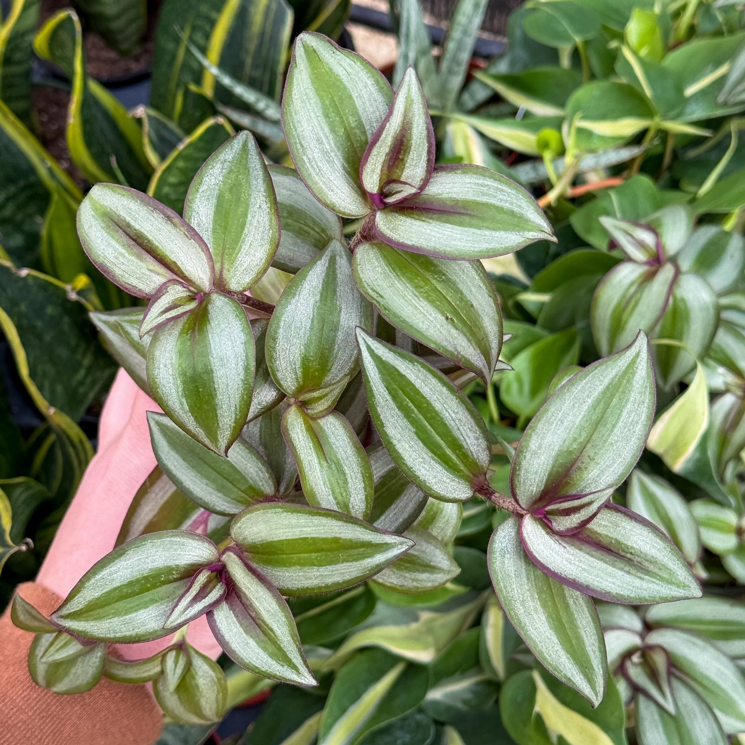Tradescantia zebrina
