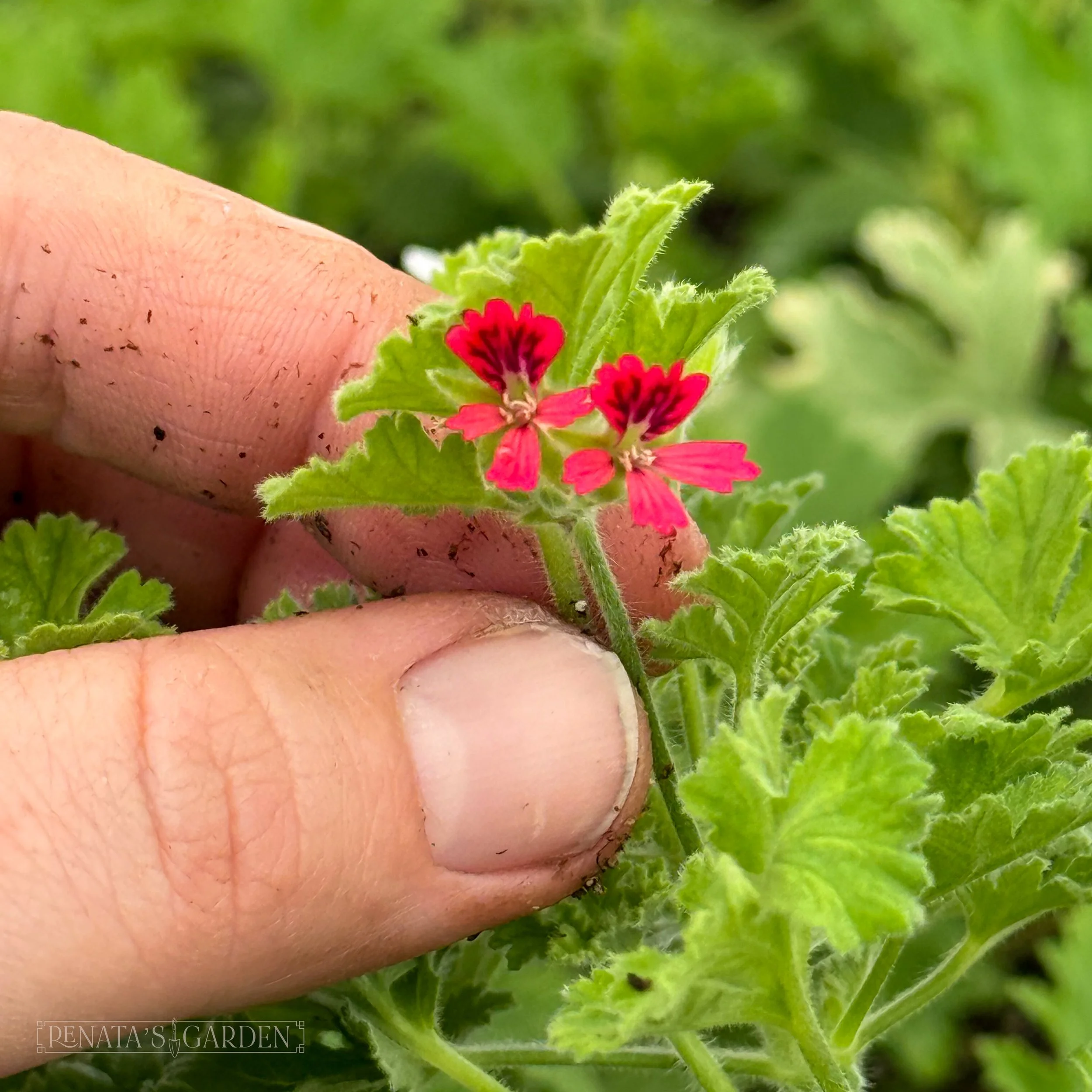 Cucumber Scented Geranium